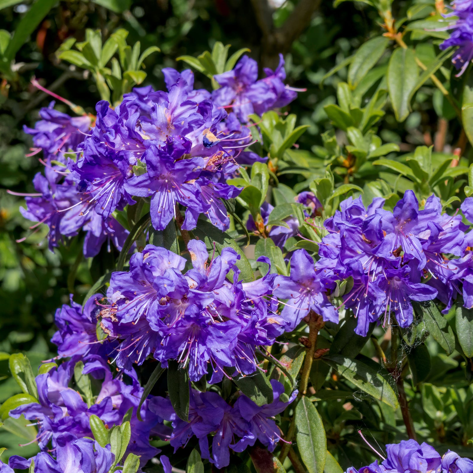 Dwarf Rhododendron 'Impeditum' 1L