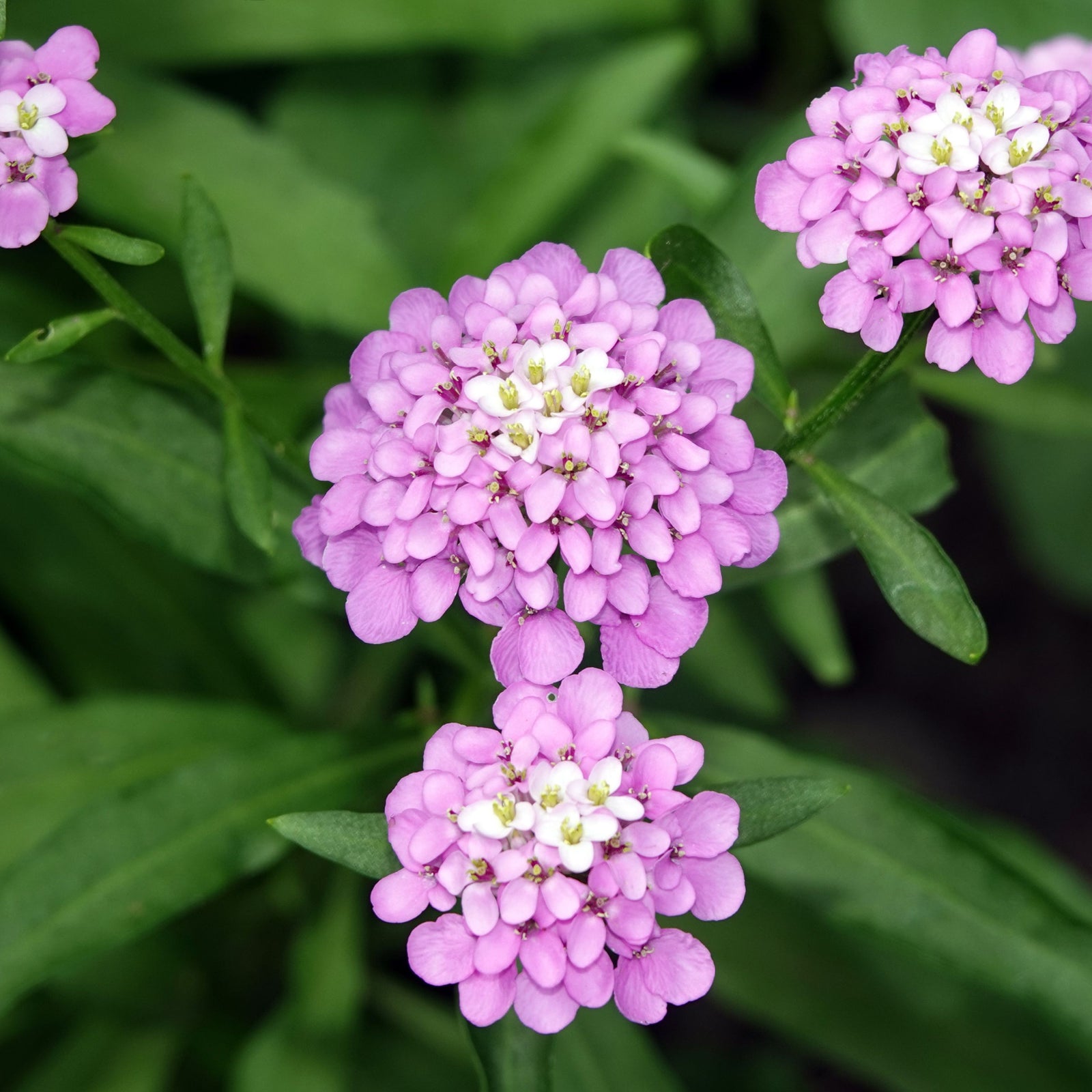 Iberis sempervirens 'Pink Ice' (Young Perennial) PRE ORDER SPRING '26