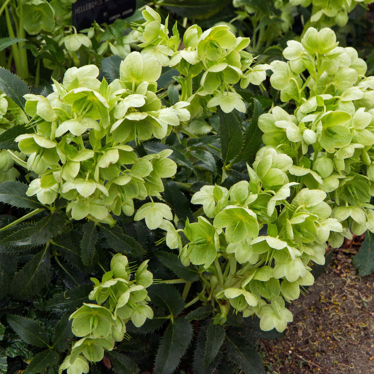 Hellebore argutifolius 9cm features clusters of pale green, five-petaled flowers among dark green leaves, growing densely as an evergreen perennial and providing winter interest in the garden.