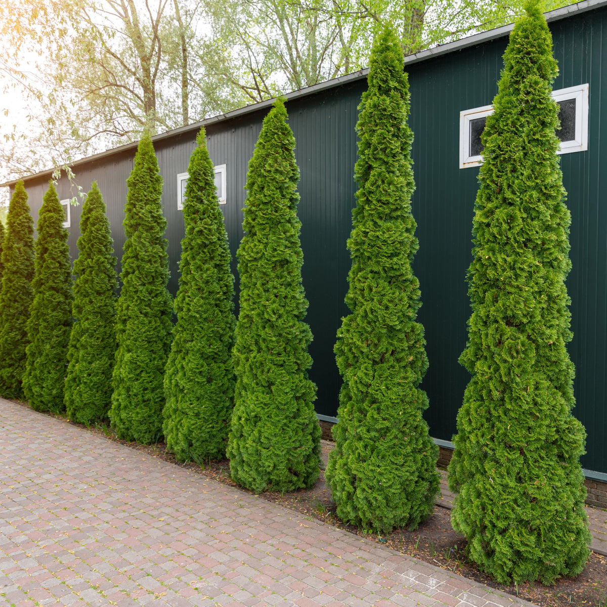 A row of Thuja occidentalis &#39;Smaragd&#39; 2L lines a brick walkway in front of a dark green metal building with small windows, providing a classic, neatly trimmed evergreen hedging effect.