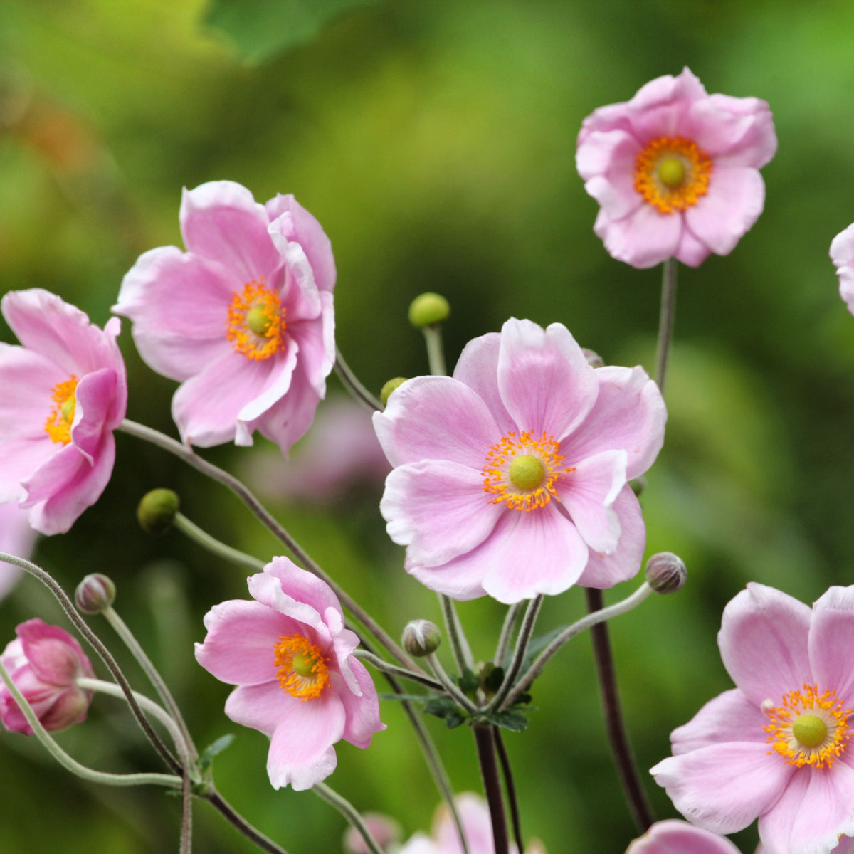 Several rose-pink blooms with yellow centers of Anemone hupehensis &#39;Rose Shades&#39; 9cm (Japanese Anemone) flower on slender stems against a softly blurred green background.