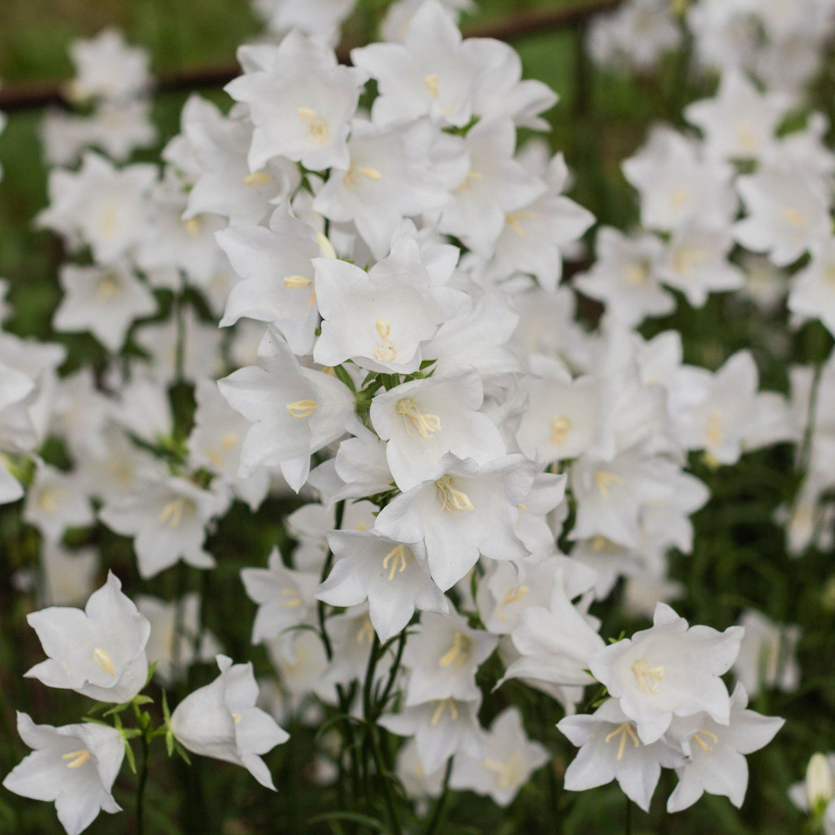 A cluster of white bell-shaped flowers with yellow stamens blooms on green stems, highlighting the elegance of 4 x White Flowering Perennials – 9cm Pots, perfect hardy garden plants for lasting beauty.