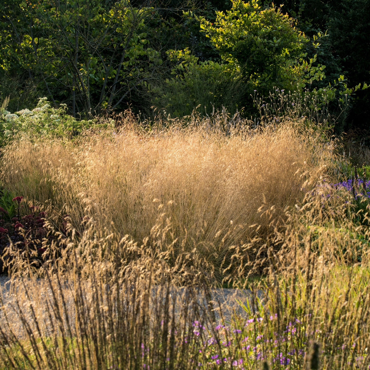 Sunlight illuminates Deschampsia &#39;Goldtau&#39; 2L in a lush garden, with green shrubs, trees, and scattered purple and white flowers among the golden grasses, creating a peaceful, natural scene.