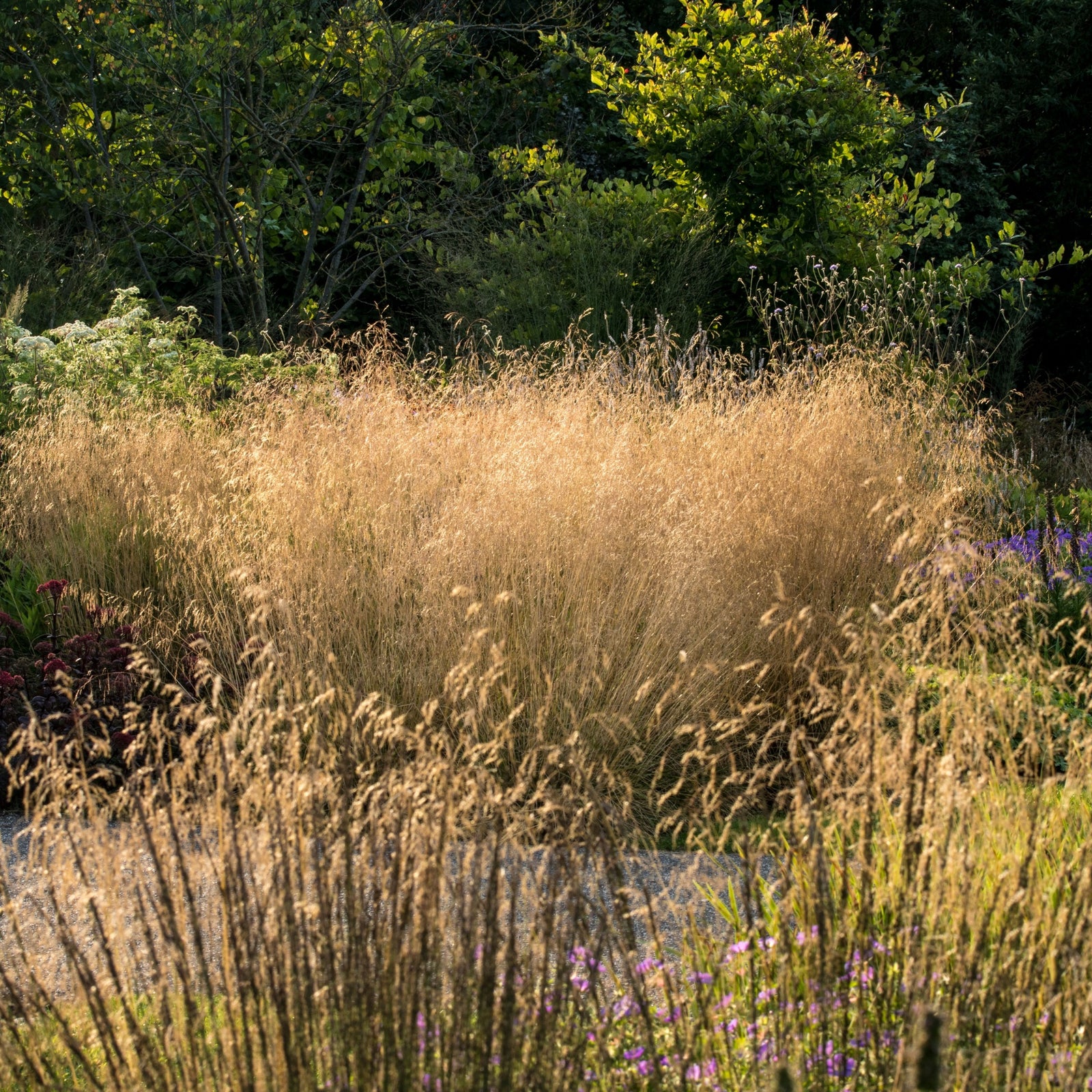 Sunlight illuminates Deschampsia 'Goldtau' 2L in a lush garden, with green shrubs, trees, and scattered purple and white flowers among the golden grasses, creating a peaceful, natural scene.