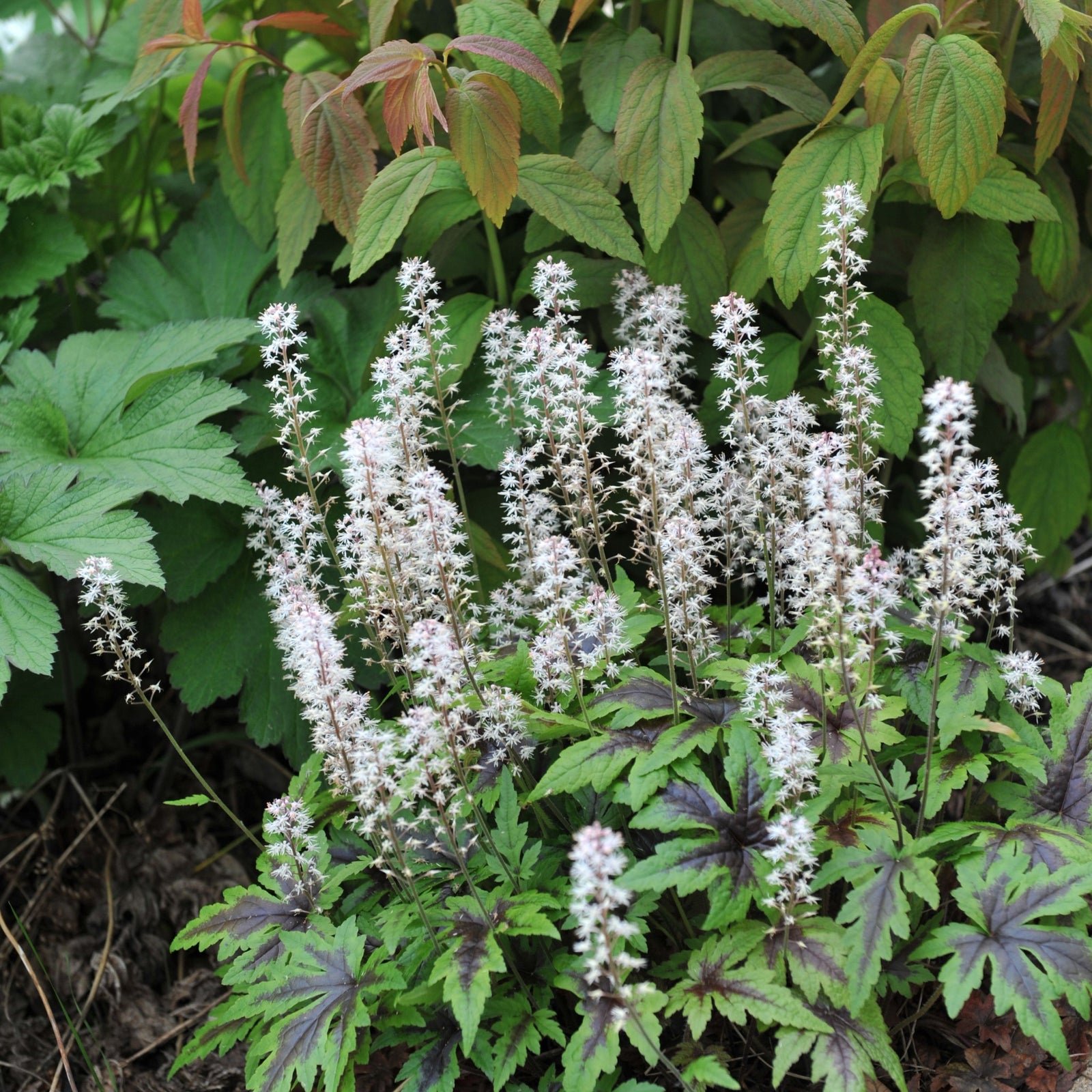 Tiarella 'Sugar and Spice' 2L is a perennial for shaded gardens, featuring green, lobed leaves with dark markings and white, spiky flower clusters, perfect nestled among larger green foliage.