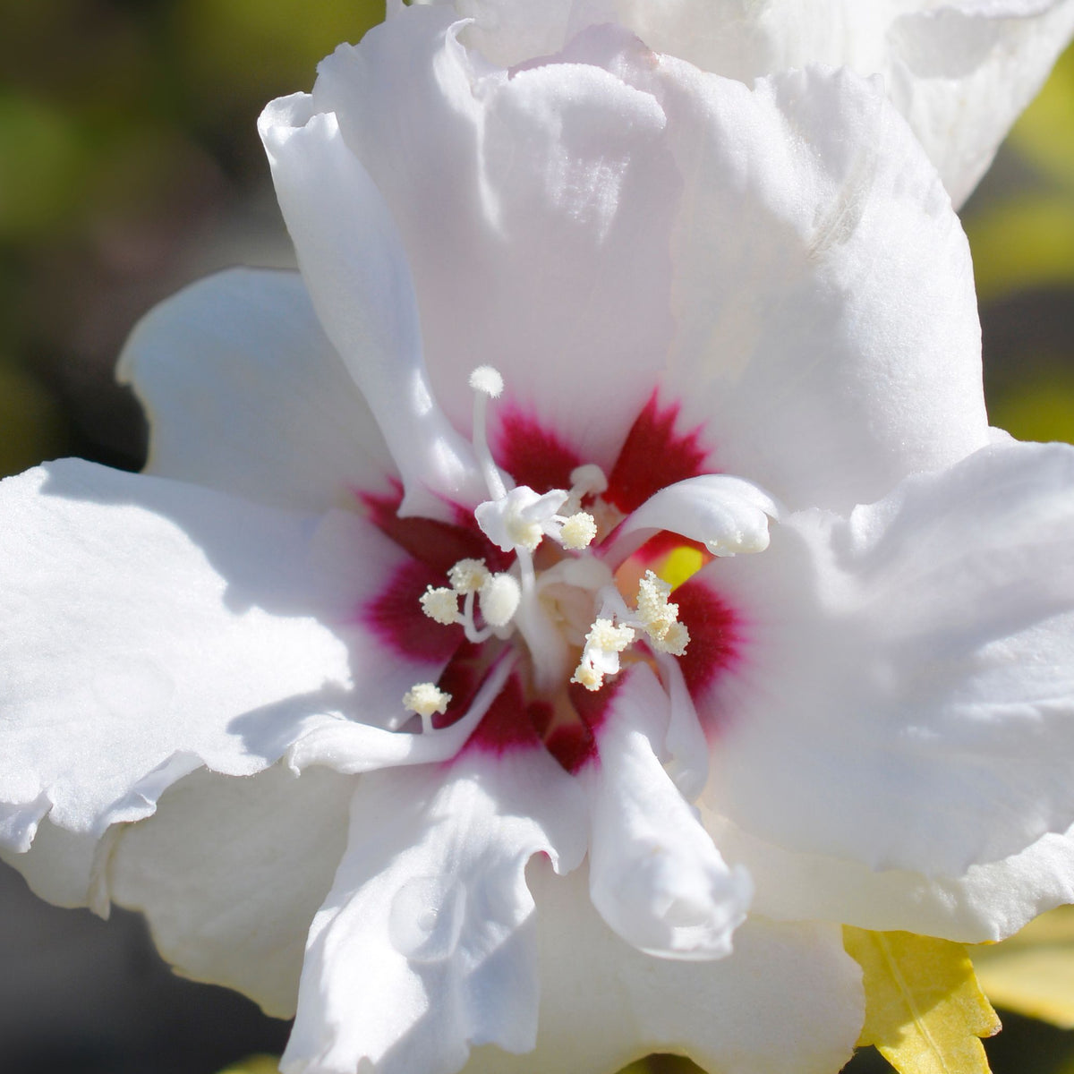 1/4 Standard Hibiscus 'Speciosus' Tree 5L (90-100cm)