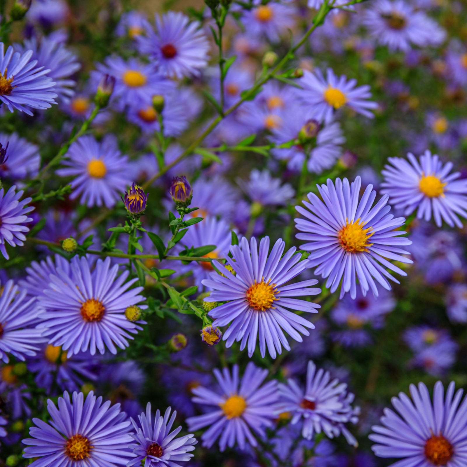 Aster ageratoides 'Stardust' 9cm features vibrant purple blooms with yellow centers above lush green foliage. This pollinator-friendly perennial brightens any garden—take advantage of our special offer today!.