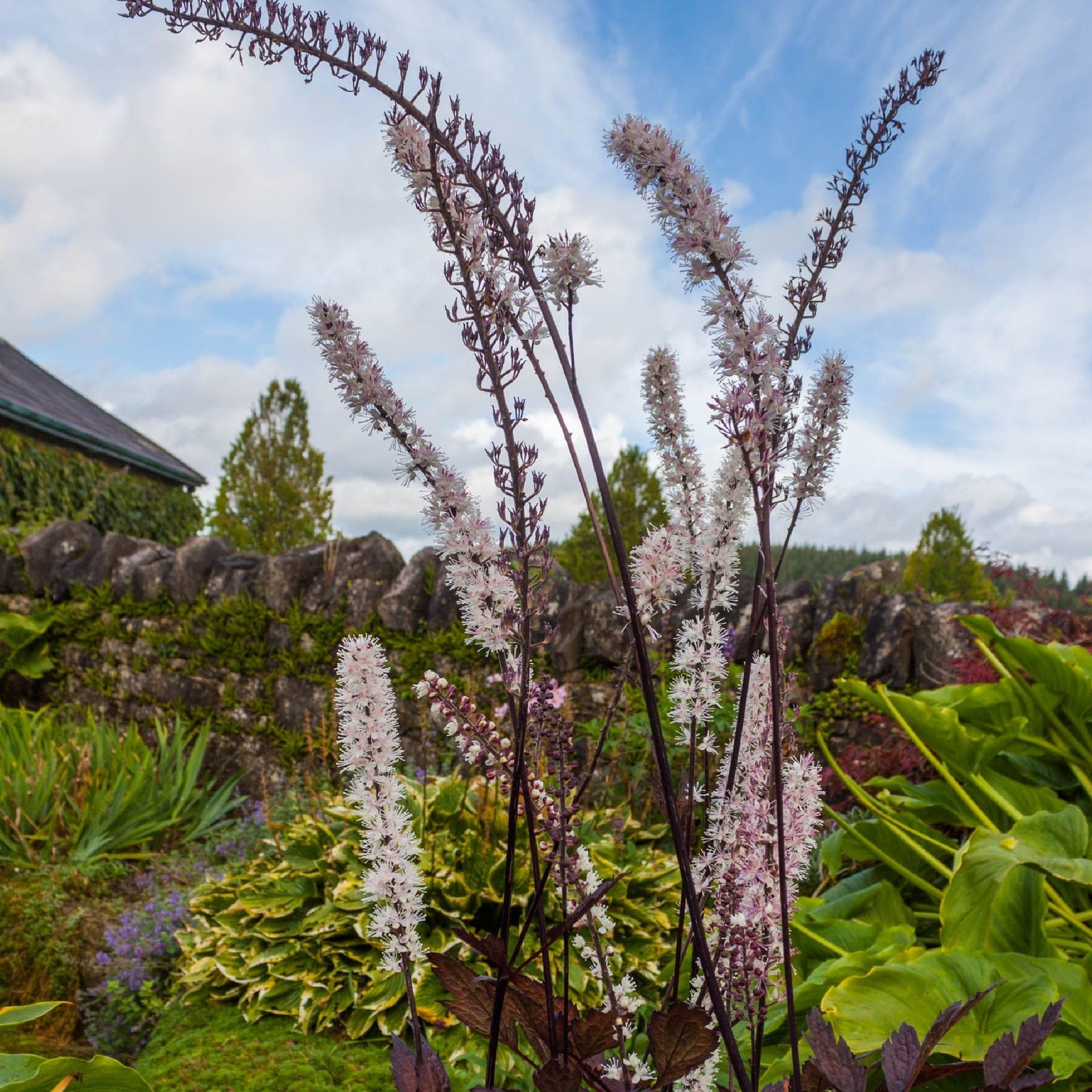 Tall spikes of white and pinkish flowers of Actaea simplex 'Pink Spike' 2L, a striking perennial, rise above green foliage in a garden with a stone wall, trees, and a partly cloudy sky in the background.