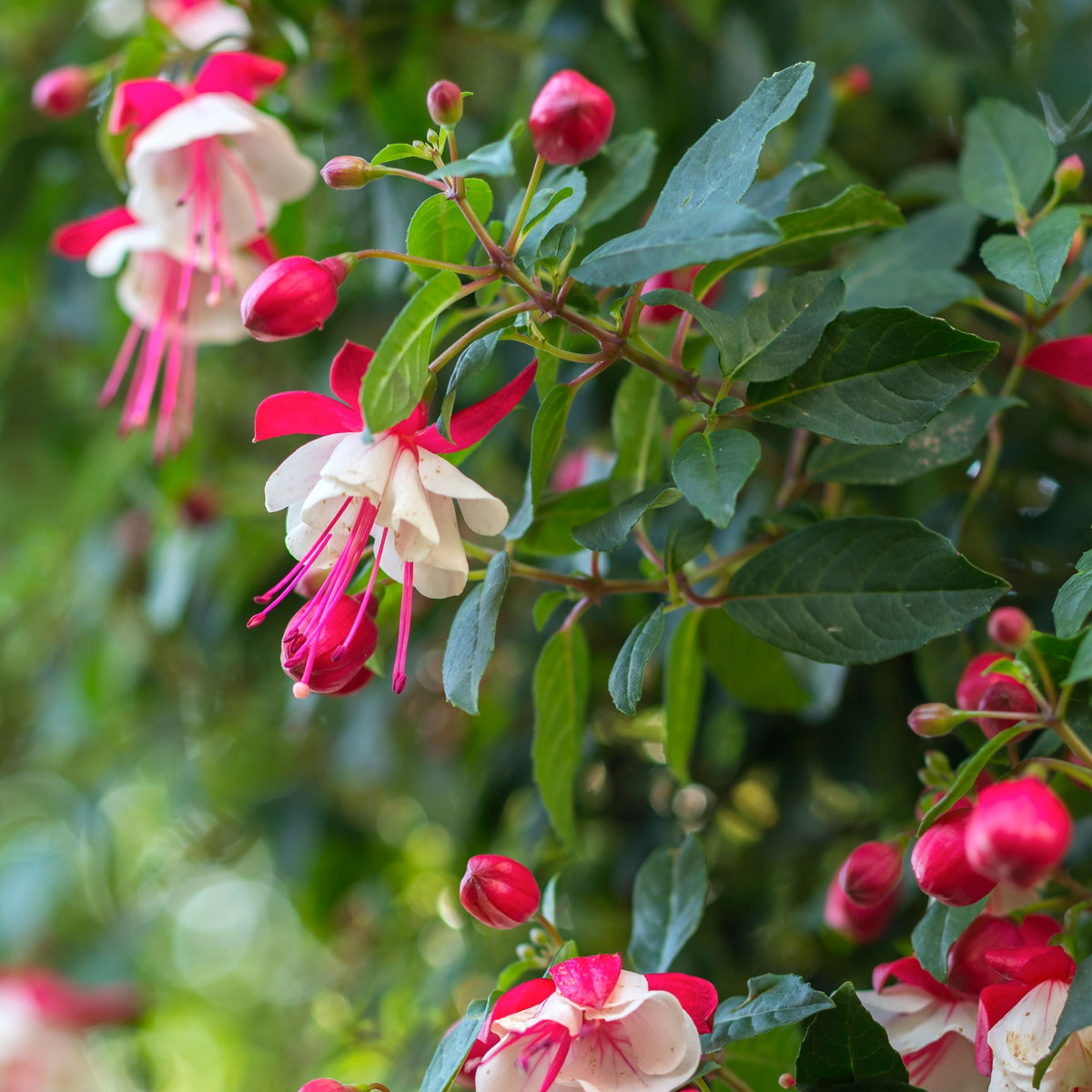 Close-up of Hardy Fuchsia &#39;Alice Hoffman&#39; 9cm / 2L, a perennial with vibrant pink and white pendulous flowers among green leaves and buds, adding a lively touch to any garden.