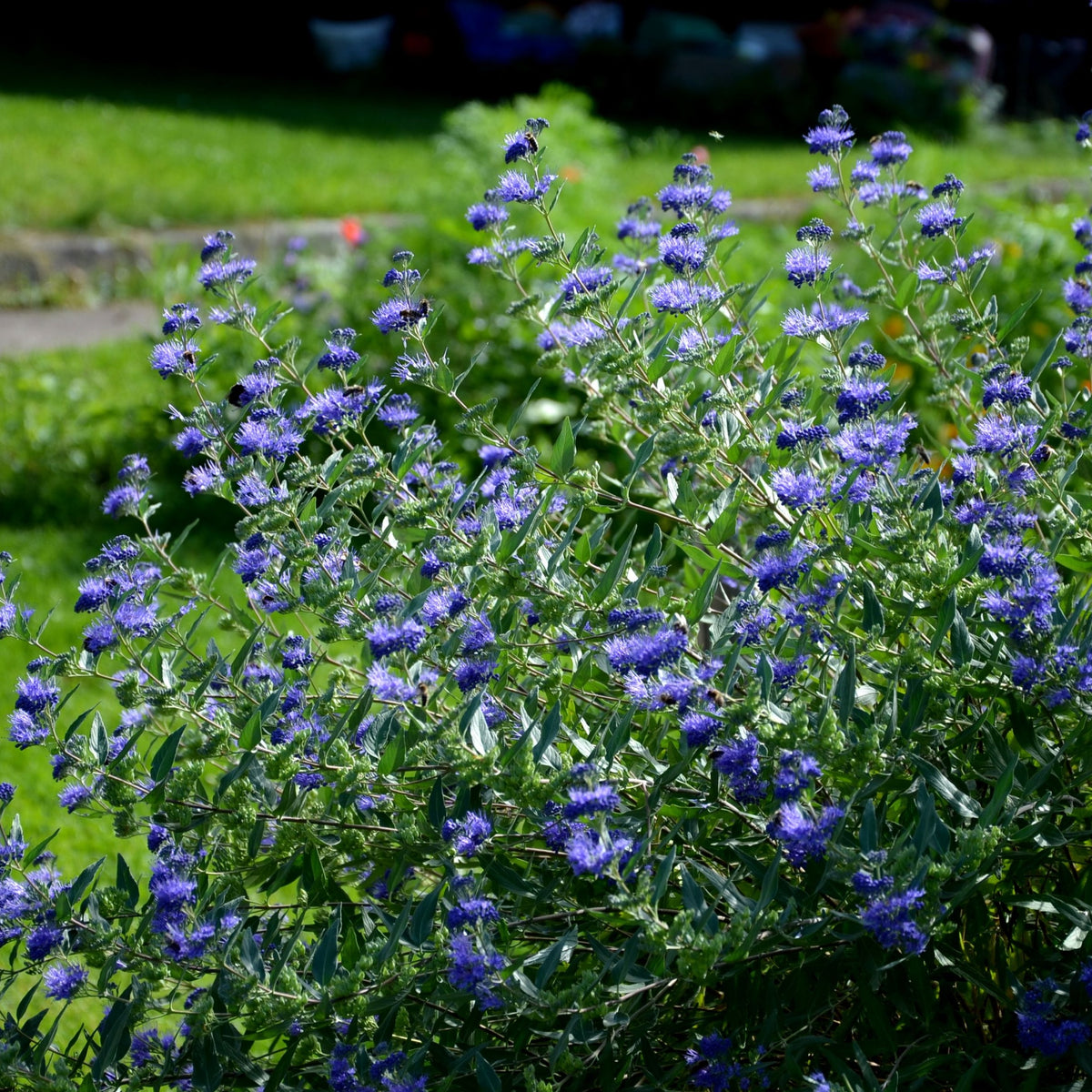 Caryopteris &#39;Heavenly Blue&#39; 2L is a pollinator-friendly shrub with clusters of small purple-blue flowers, adding vibrant color to sunlit gardens. It stands out against grass, stone steps, and blurred green foliage in the background.