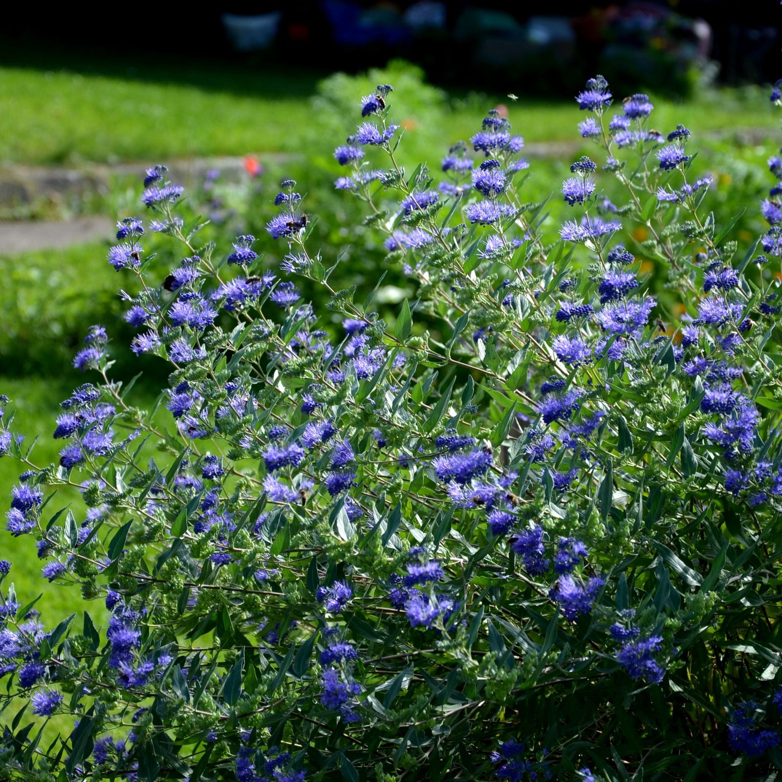Caryopteris 'Heavenly Blue' 2L is a pollinator-friendly shrub with clusters of small purple-blue flowers, adding vibrant color to sunlit gardens. It stands out against grass, stone steps, and blurred green foliage in the background.