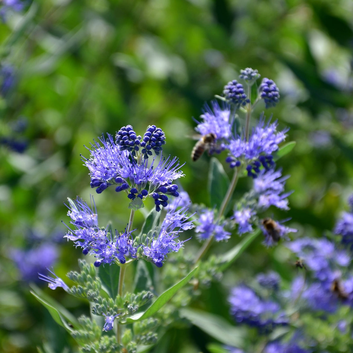 Close-up of Caryopteris &#39;Heavenly Blue&#39; 2L&#39;s vibrant purple-blue flowers with delicate petals and thin stems, set against a blurred green background. Two bees collect nectar from this pollinator-friendly plant.