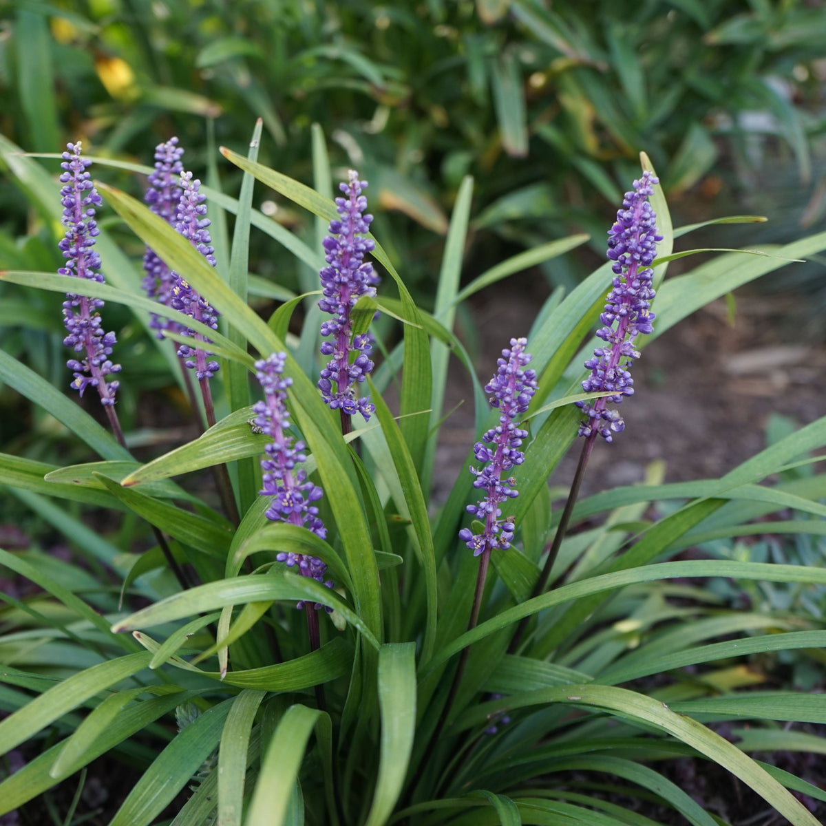 Liriope muscari &#39;MoneyMaker&#39; 1L is an evergreen perennial with green, grass-like leaves and upright spikes of purple flowers, creating attractive ground cover for garden beds.