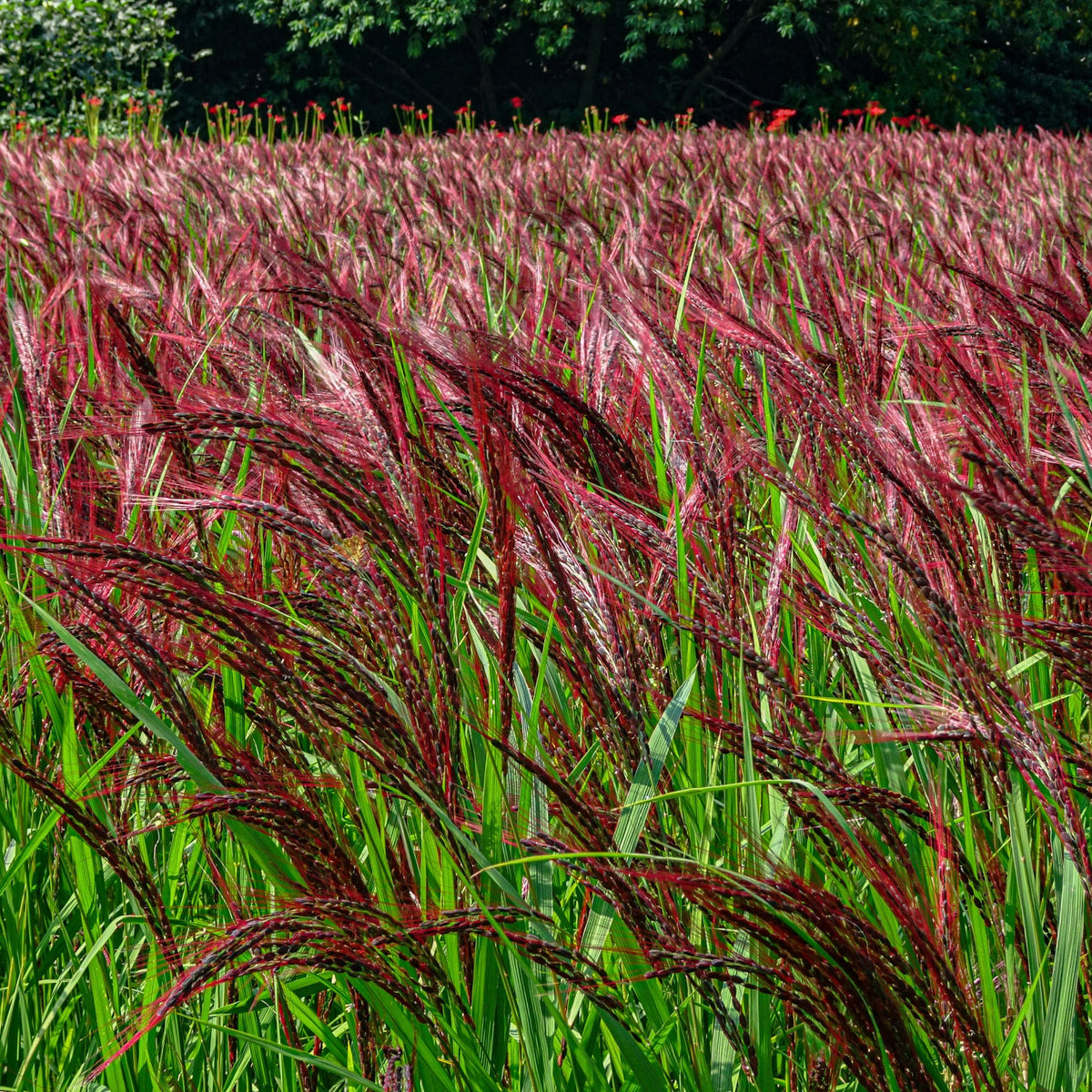 A field of Miscanthus sinensis Boucle 9cm, featuring tall green blades and coppery-pink feathery plumes, sways gracefully against a lush backdrop of trees and greenery.