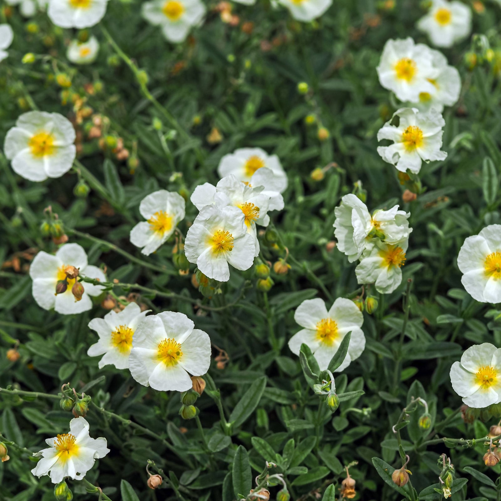 A cluster of white, yellow-centered Helianthemum 'The Bride' 9cm blooms is surrounded by evergreen foliage, with some buds closed. The hardy perennial’s petals are delicate and slightly crinkled.