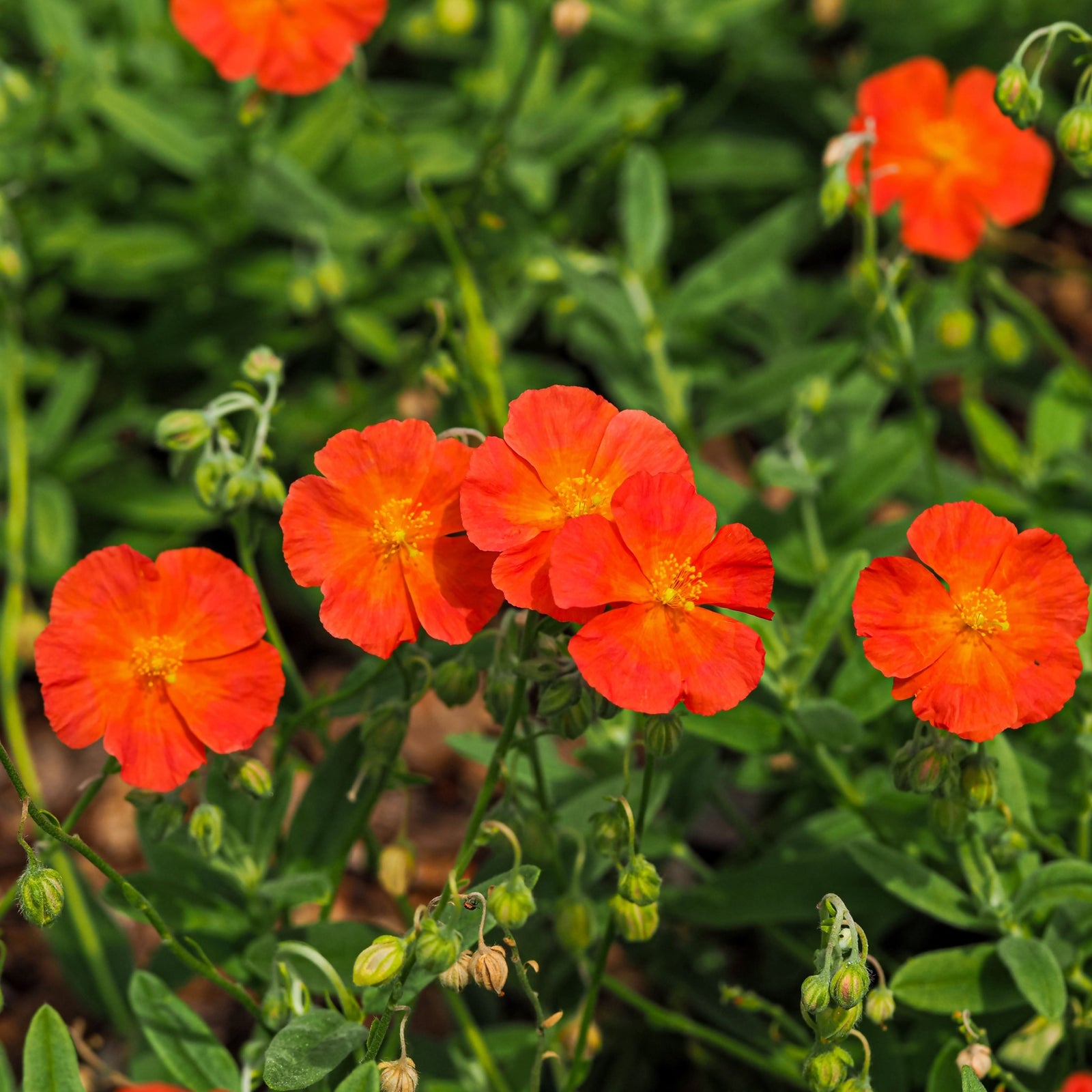 Helianthemum 'Shot Silk' 9cm features bright orange-red, five-petaled flowers with yellow centers blooming among green leaves and buds, making it a vibrant perennial for any garden.