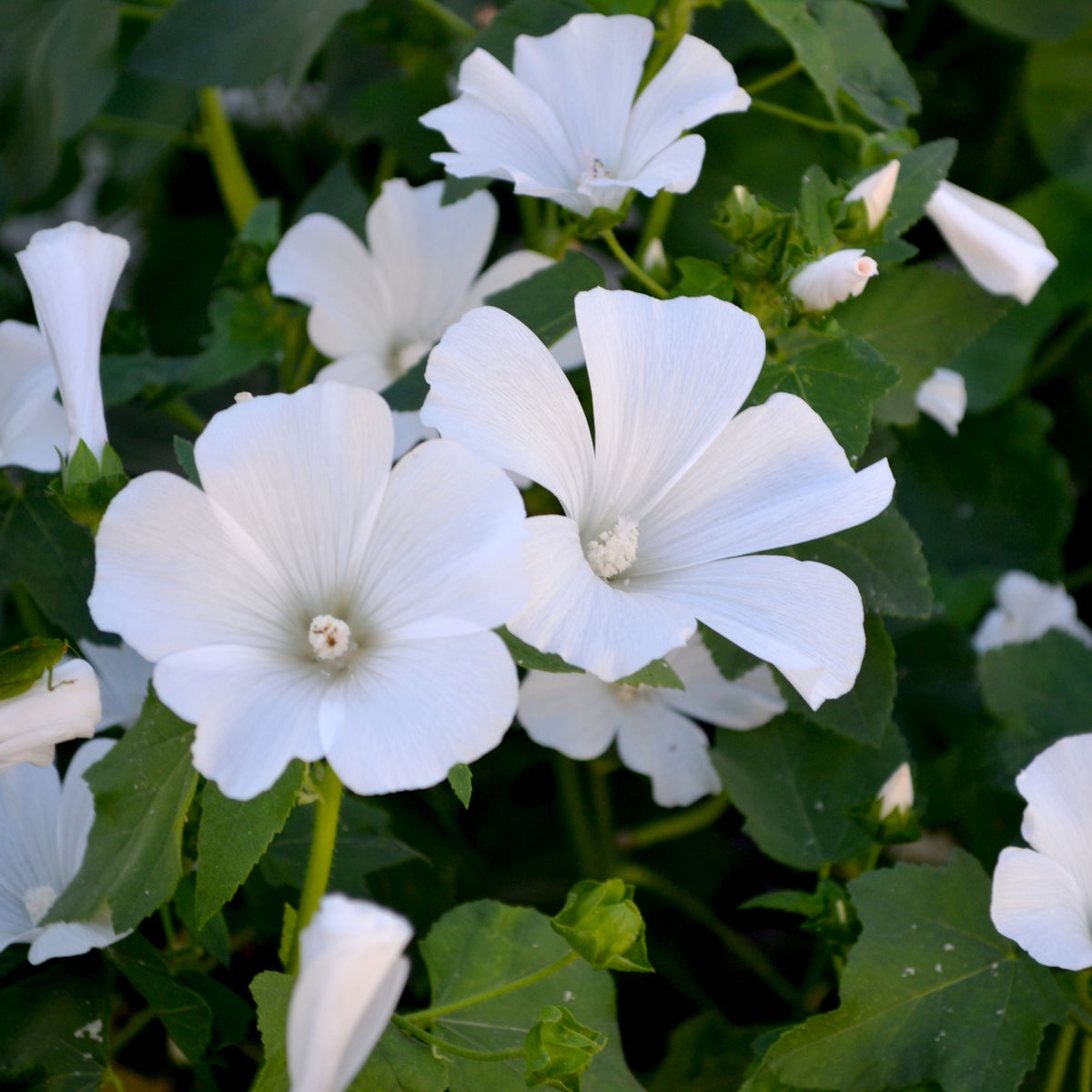 Lavatera &#39;Marshmallow Ice White&#39; 9cm (PRE ORDER WEEK 30 2025) is a semi-evergreen shrub with white, veined five-petaled flowers, green leaves, and buds—ideal for attracting pollinators and brightening your garden.