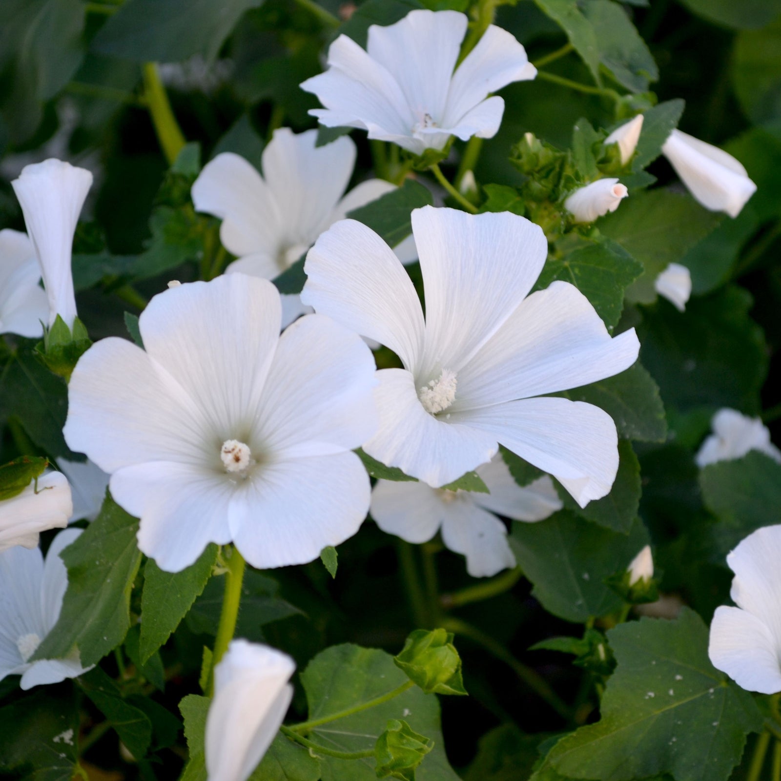 Lavatera 'Marshmallow Ice White' 9cm features white, hibiscus-like flowers with delicate petals and prominent stamens. This semi-evergreen shrub is pollinator-friendly, perfect for adding beauty to your garden.
