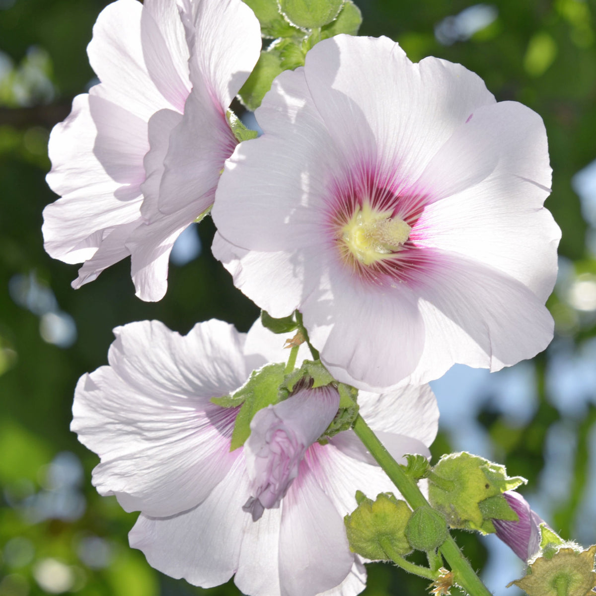 Close-up of pale pink Lavatera hybrid &#39;Frederique&#39; 2L flowers with magenta centers blooming on tall green stems, set against sunlit, blurred green leaves.
