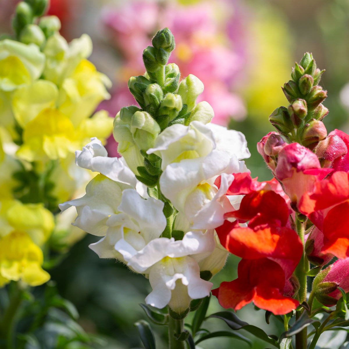 Close-up of Antirrhinum 9-10cm (Our Choice) in bloom, displaying vivid white, red, and yellow flowers, with soft pink and yellow hues blurred in the background. Bright sunlight accentuates these popular bedding plants&#39; vibrant petals.