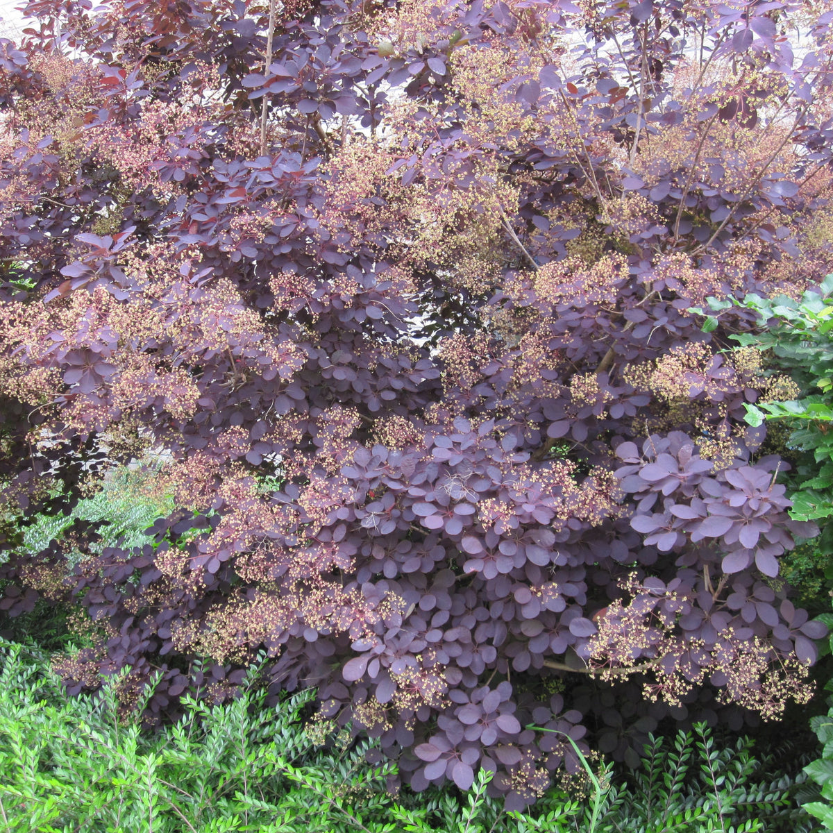 Cotinus cog. &#39;Royal Purple&#39; 9cm/2L