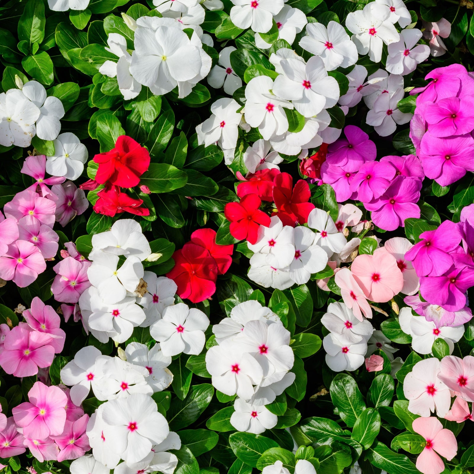 Busy Lizzie Impatiens (TRAY OF 20) PRE ORDER DISPATCH BY END OF APRIL