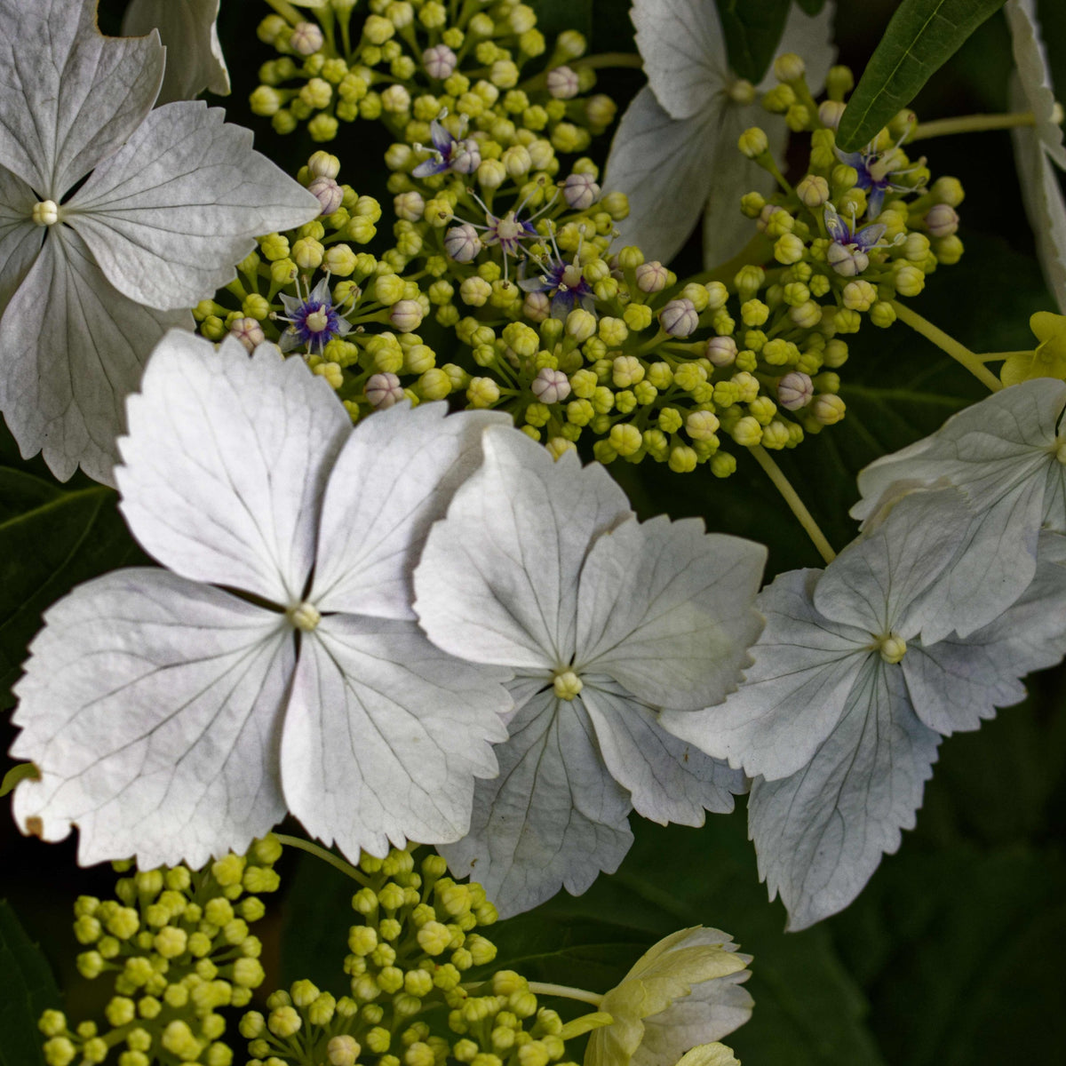 Large, pillowy blooms of Hydrangea lace-cap &#39;Cloud Nine&#39; 9cm feature clusters of small yellow buds and purple-centered flowers, edged by pale white sepals and green leaves—this hardy plant thrives in bright natural light.