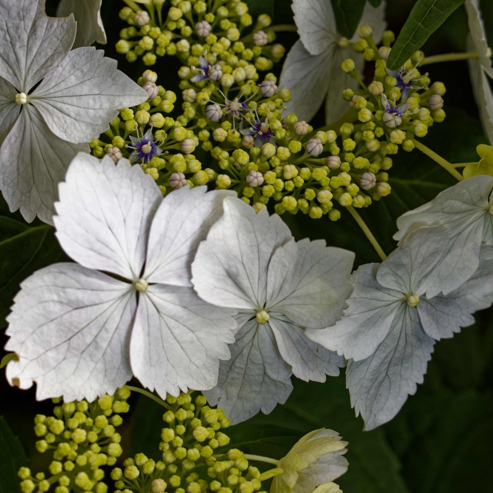 Large, pillowy blooms of Hydrangea lace-cap 'Cloud Nine' 9cm feature clusters of small yellow buds and purple-centered flowers, edged by pale white sepals and green leaves—this hardy plant thrives in bright natural light.