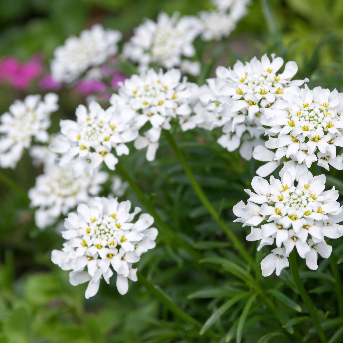 Clusters of small white flowers and green leaves of Iberis sempervirens &#39;Whiteout&#39; 3L form an evergreen groundcover in the garden, set against a blurred backdrop with hints of pink blooms.
