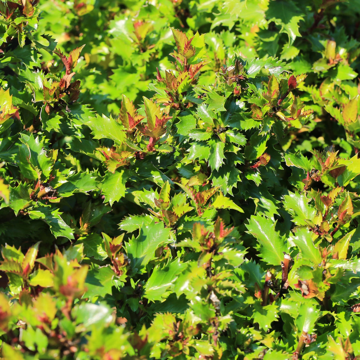 Ilex meserveae &#39;Little Rascal&#39; Holly 2L