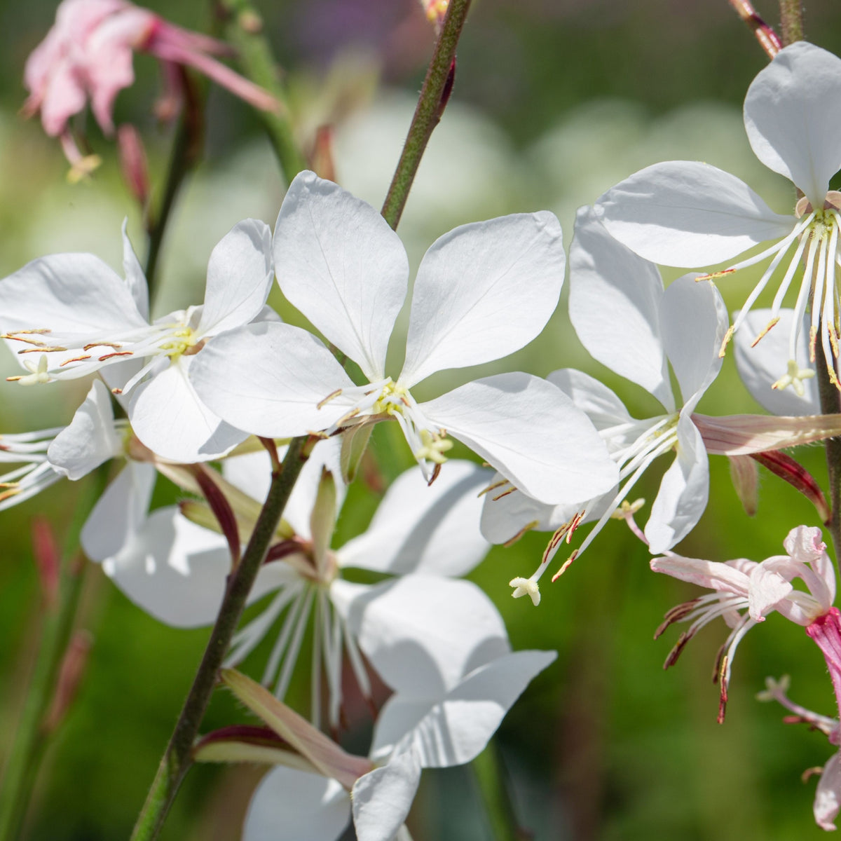Close-up of Gaura lindheimeri White 9cm / 2L, featuring delicate white blooms with long petals on slender stems, thriving in bright sunlight—perfect for pollinator-friendly gardens, set against a soft green and purple blurred background.