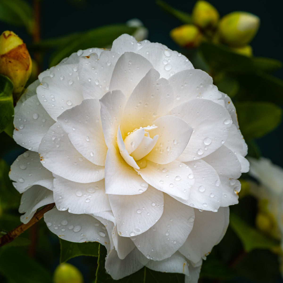 Camellia japonica &#39;Golden Anniversary&#39; 9cm, 20-30cm height
