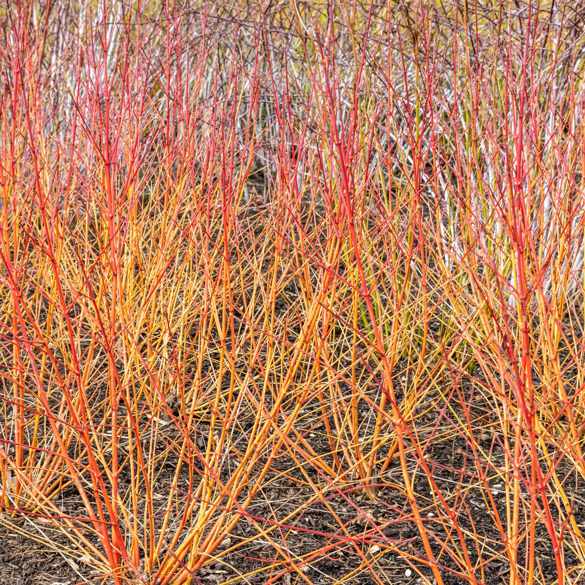 Cornus sanguinea &#39;Winter Beauty&#39; 2L