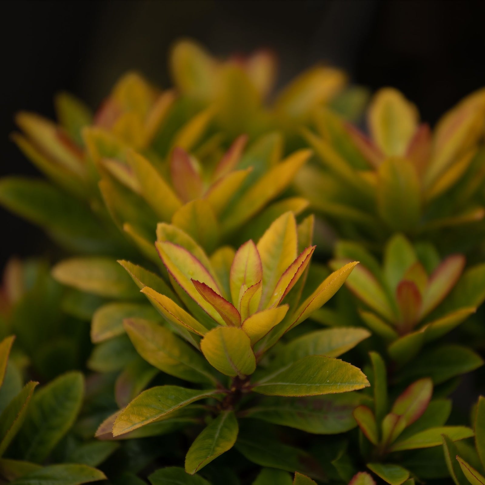 Close-up of Escallonia 'Glowing Embers' 9cm, an evergreen shrub with vibrant green and yellow leaves edged in red, showcasing its colorful details and drought tolerance against a dark, blurred background.