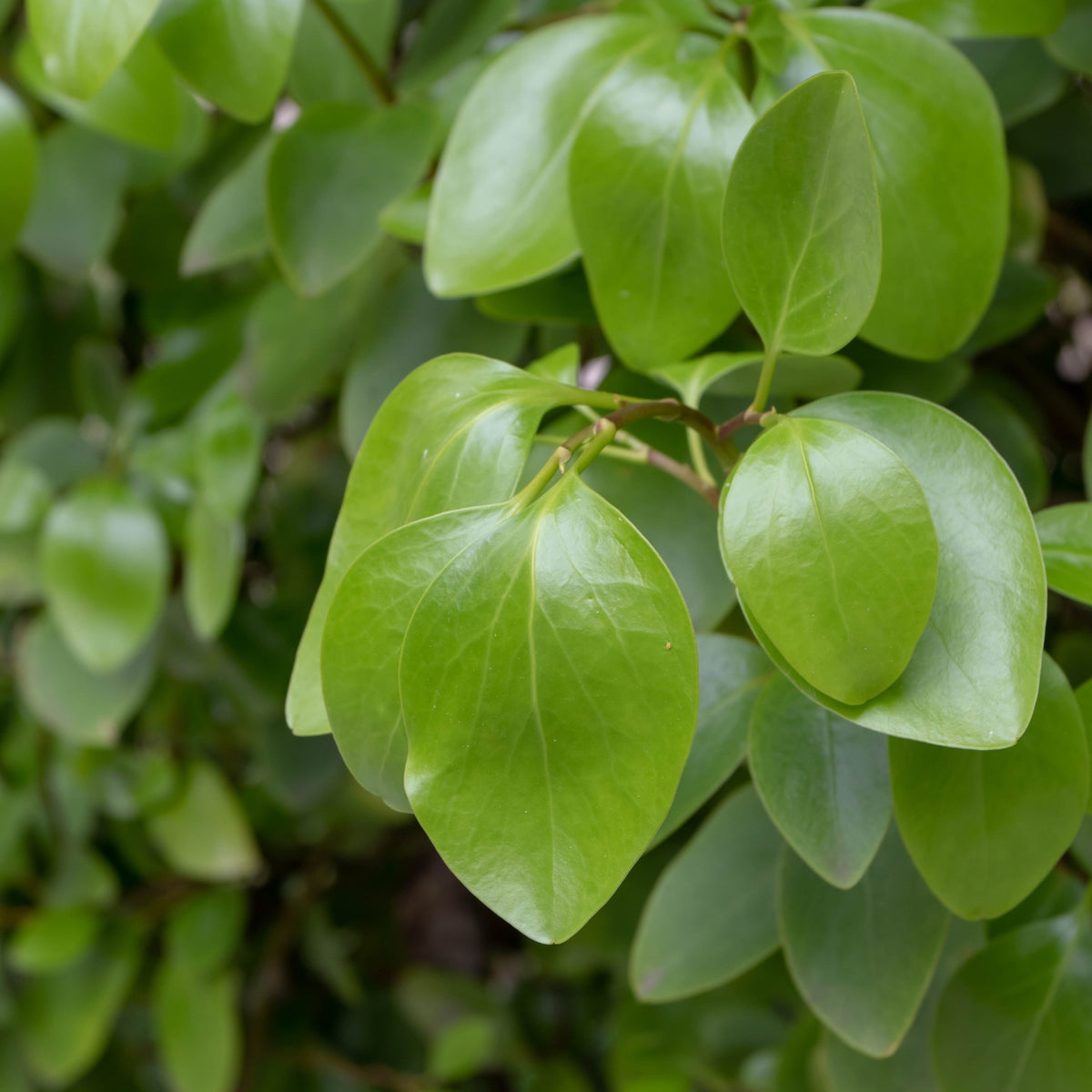 A close-up of 4-5ft Griselinia littoralis (120-150cm) 7L, featuring glossy evergreen leaves ideal for creating a lush natural privacy screen.