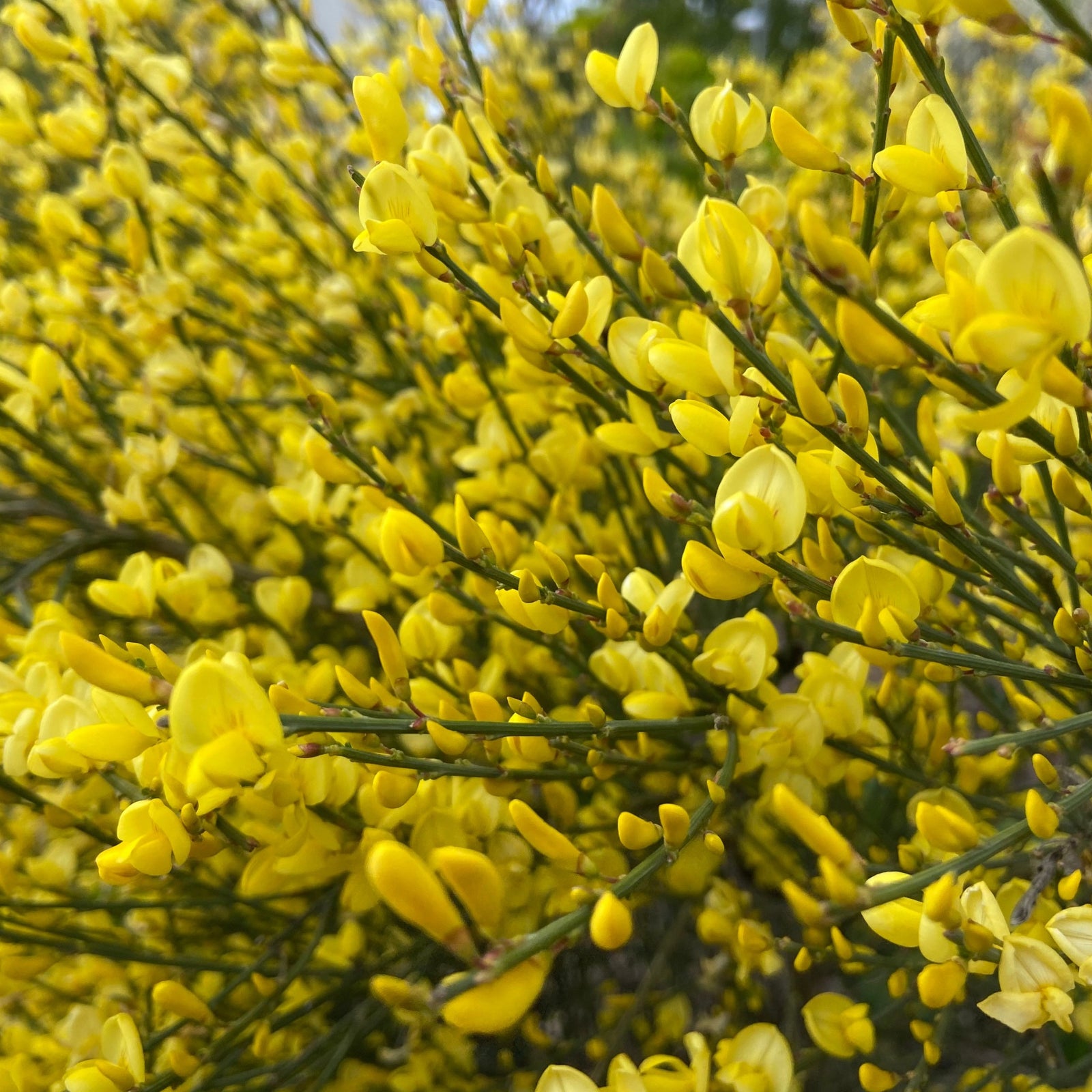 Close-up of Cytisus 'praecox' 2L, a dense deciduous shrub with slender green stems covered in bright yellow spring flowers, creating a vibrant, colorful display.