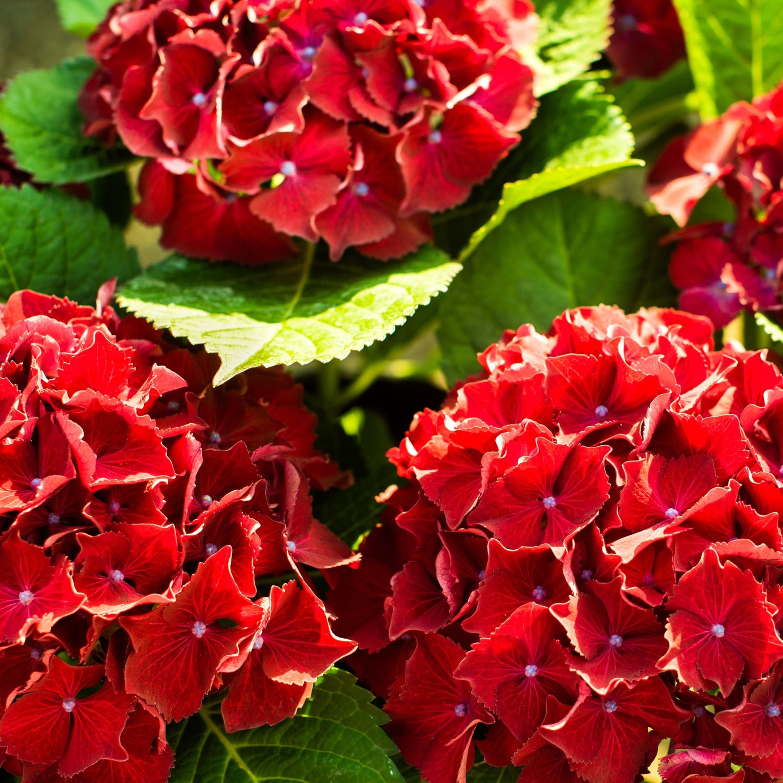 The Dwarf Hydrangea (Hydrangea macrophylla 'Little Red' 2L) features compact red blooms, ideal for adding vibrant color to garden borders.