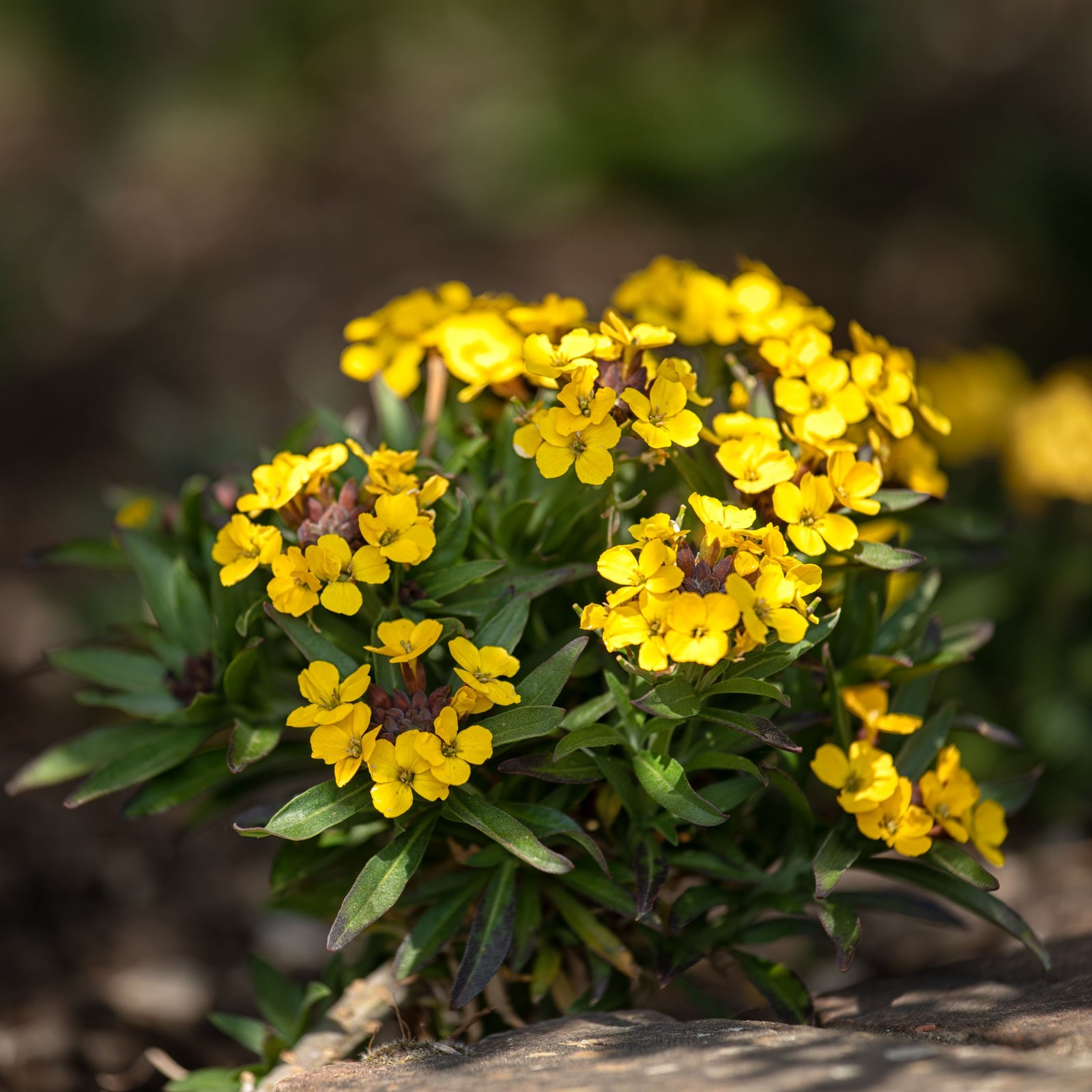 Erysimum linifolium 'Erysistible Yellow' 9cm features clusters of bright yellow flowers with small petals and green leaves, blooming in sunlight—an evergreen perennial ideal for adding vibrant color to any garden.