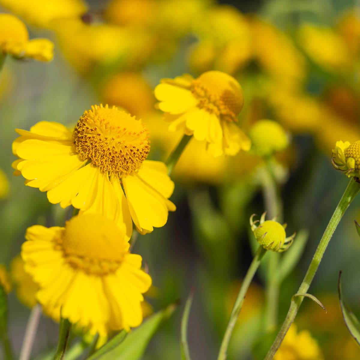 Close-up of Gaillardia &#39;Mesa Yellow&#39; 9cm / 2L, featuring bright yellow flowers with rounded petals and textured centers, set against a blurred backdrop of green foliage and other drought-tolerant blooms.