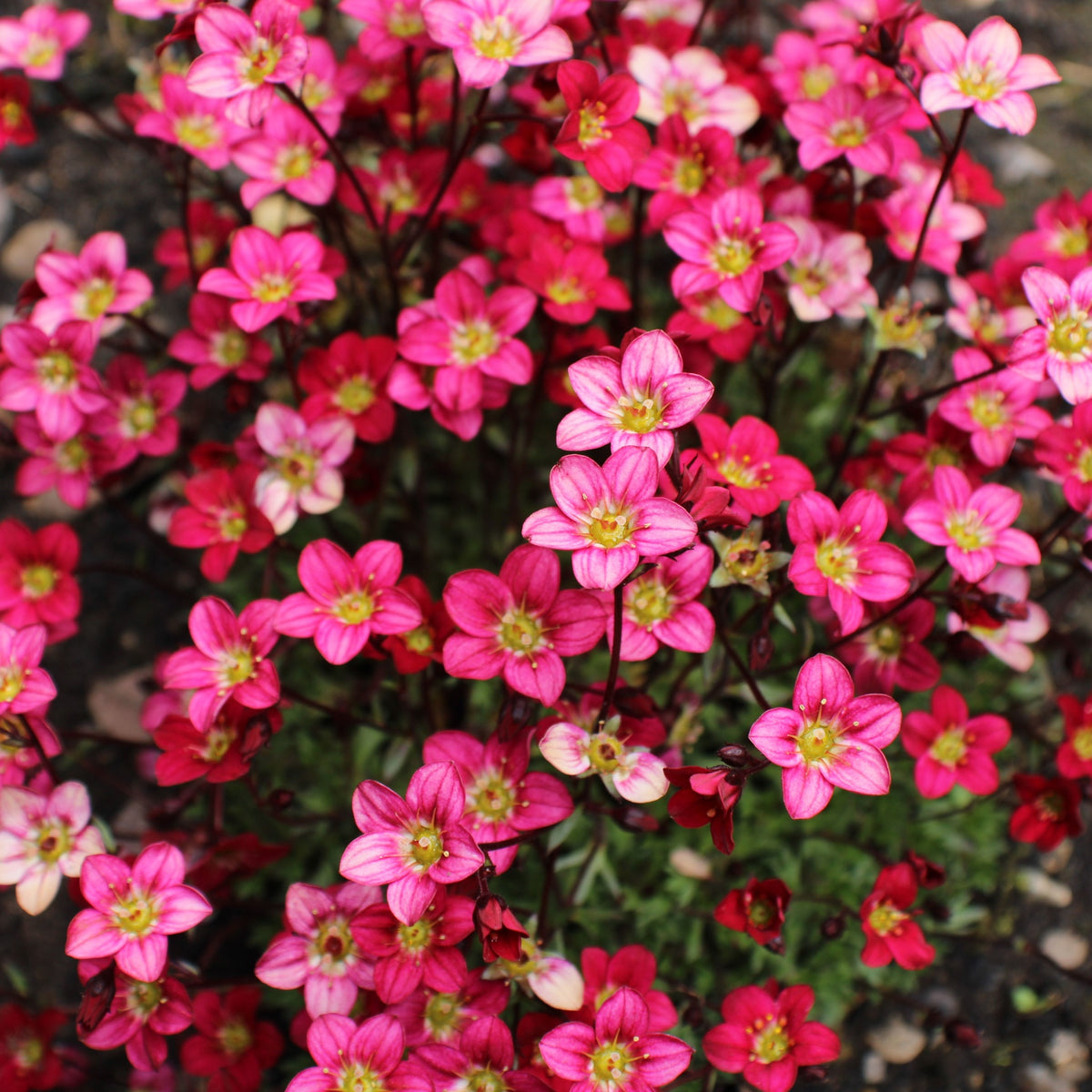 Saxifraga x Arendsii Alpino Deep Rose 1.5L
