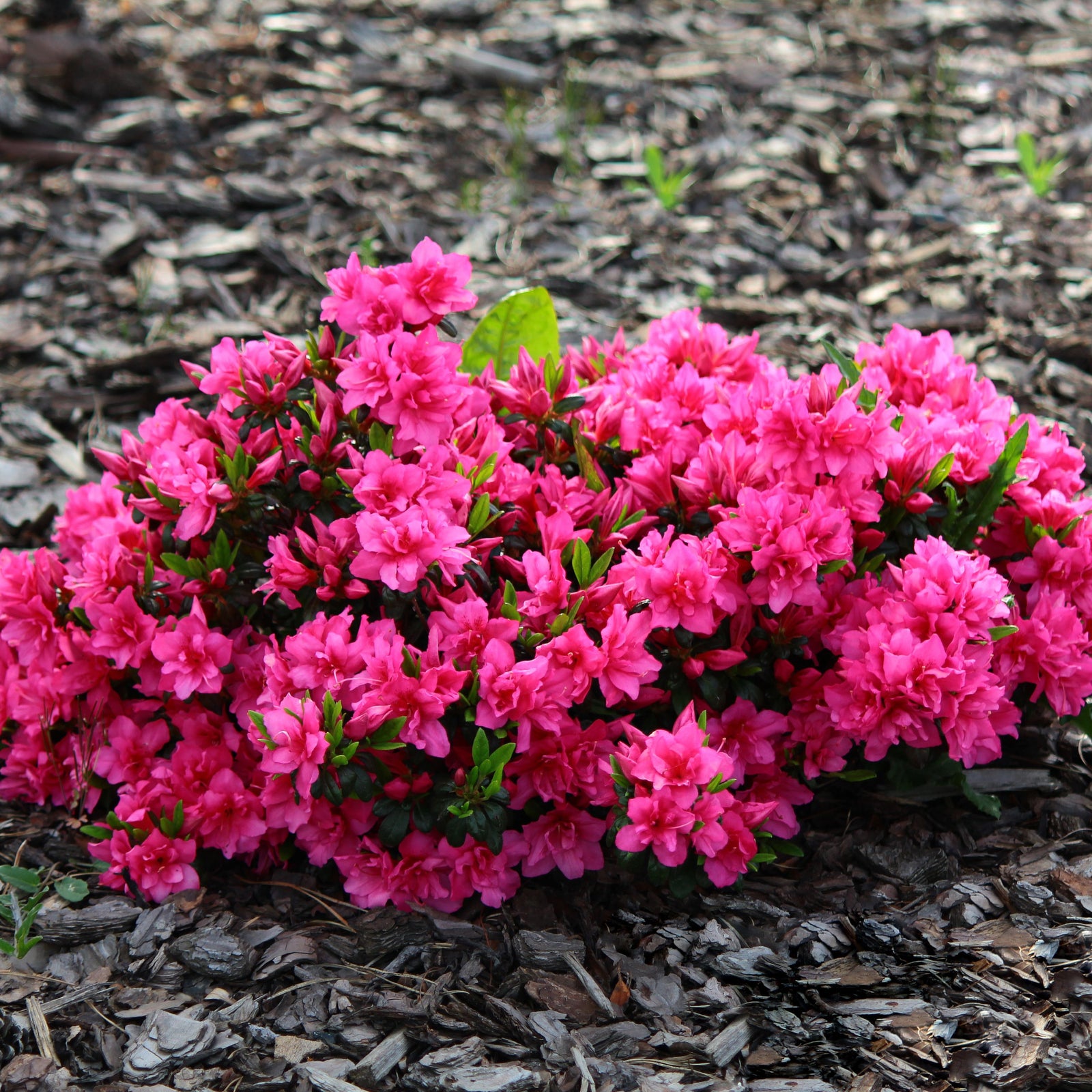 A Rhododendron 'Herbert' 2L/3L, a compact evergreen with bright pink flowers and green leaves, grows outdoors on brown wood chips.