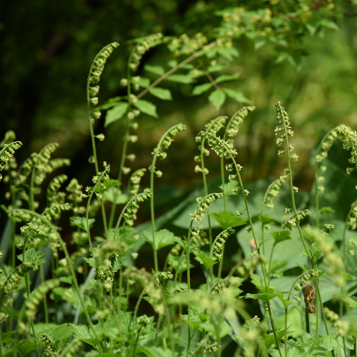 Tellima grandiflora 9cm features curved green stalks with small buds and leaves, thriving in a lush, sunlit garden—perfect for serene, woodland garden settings.