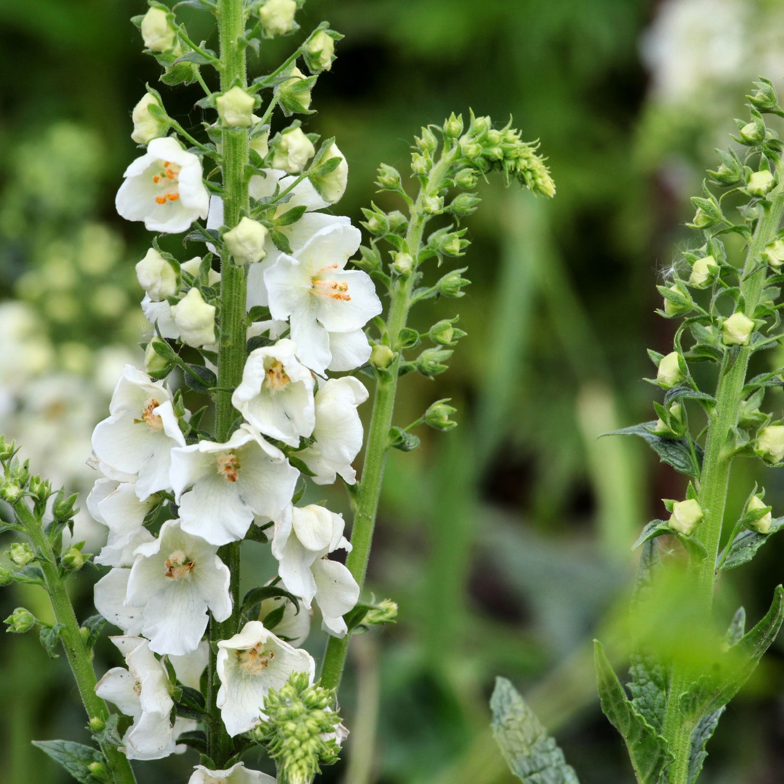 Verbascum phoeniceum Flush of White 9cm