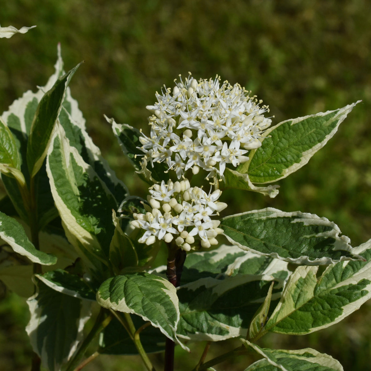 A close-up of Cornus alba Elegantissima 1L / 2L, highlighting its delicate blooms and beautiful variegated foliage characteristic of this deciduous shrub.