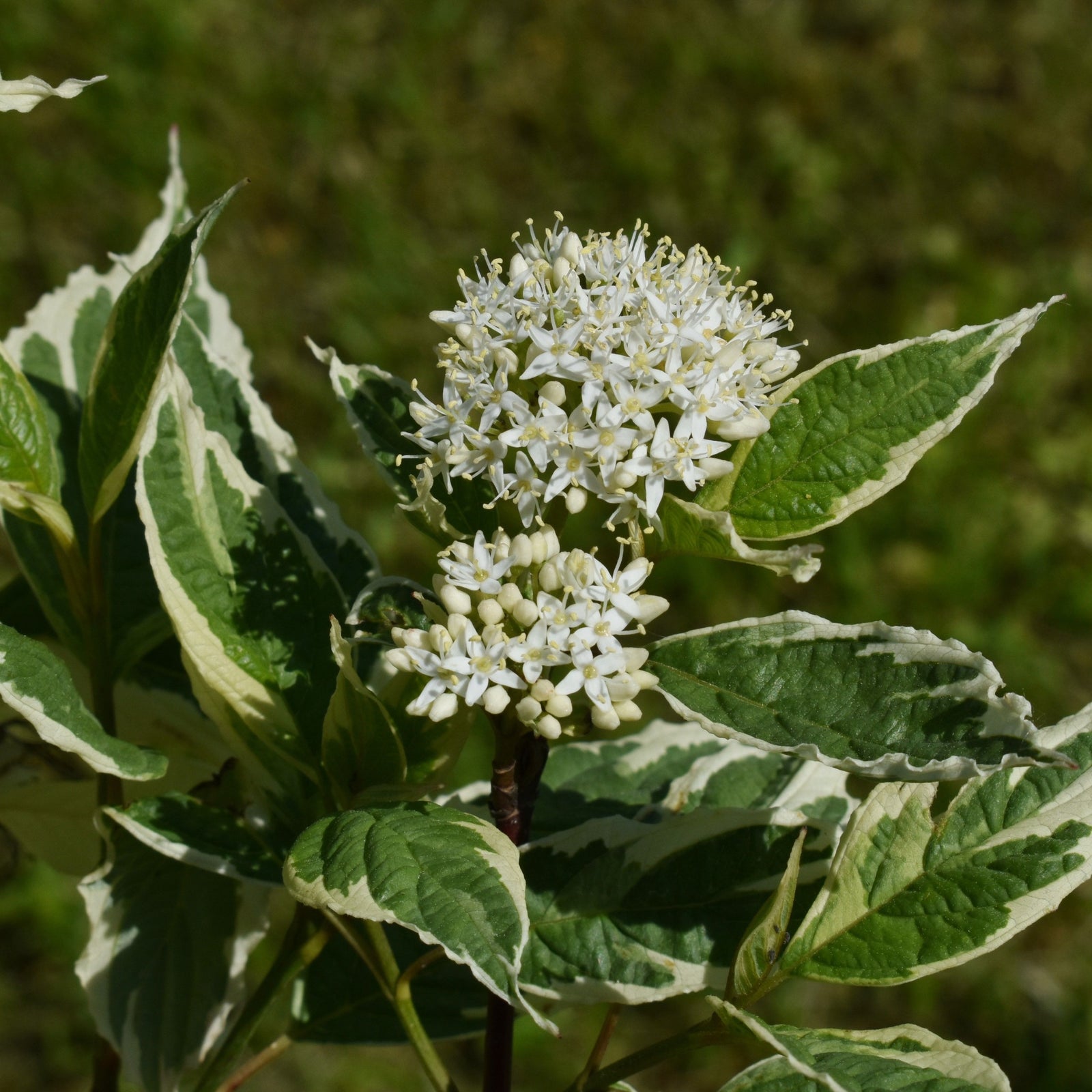 A close-up of Cornus alba Elegantissima 1L / 2L, highlighting its delicate blooms and beautiful variegated foliage characteristic of this deciduous shrub.