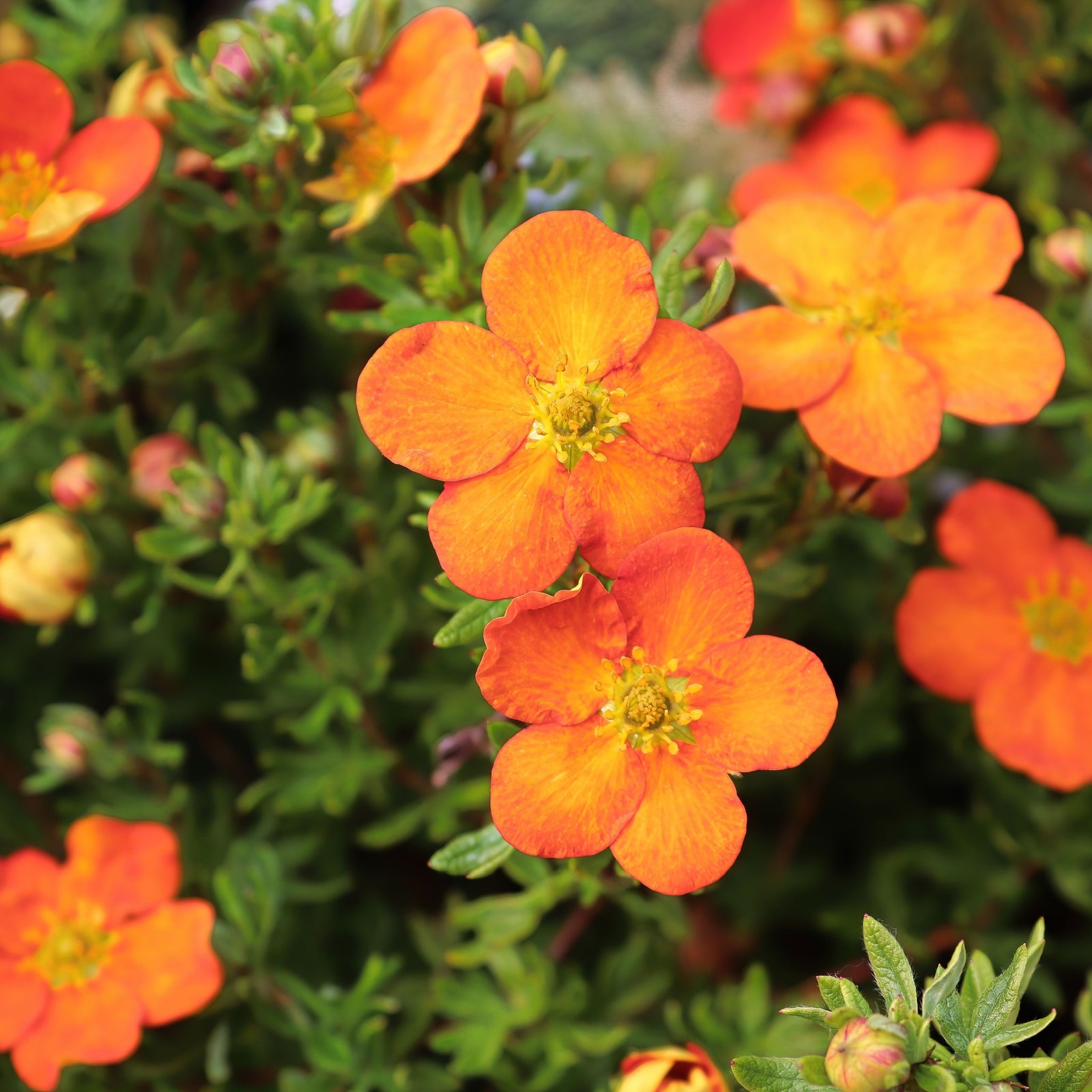 Potentilla fruticosa 'Hopleys Orange' 1L displays bright orange, five-petaled flowers with yellow centers above dense green foliage. This drought-tolerant plant offers vibrant contrast and thrives in sunny spots.
