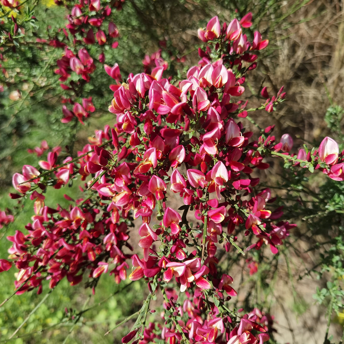 Cytisus &#39;Zeelandia&#39; Broom