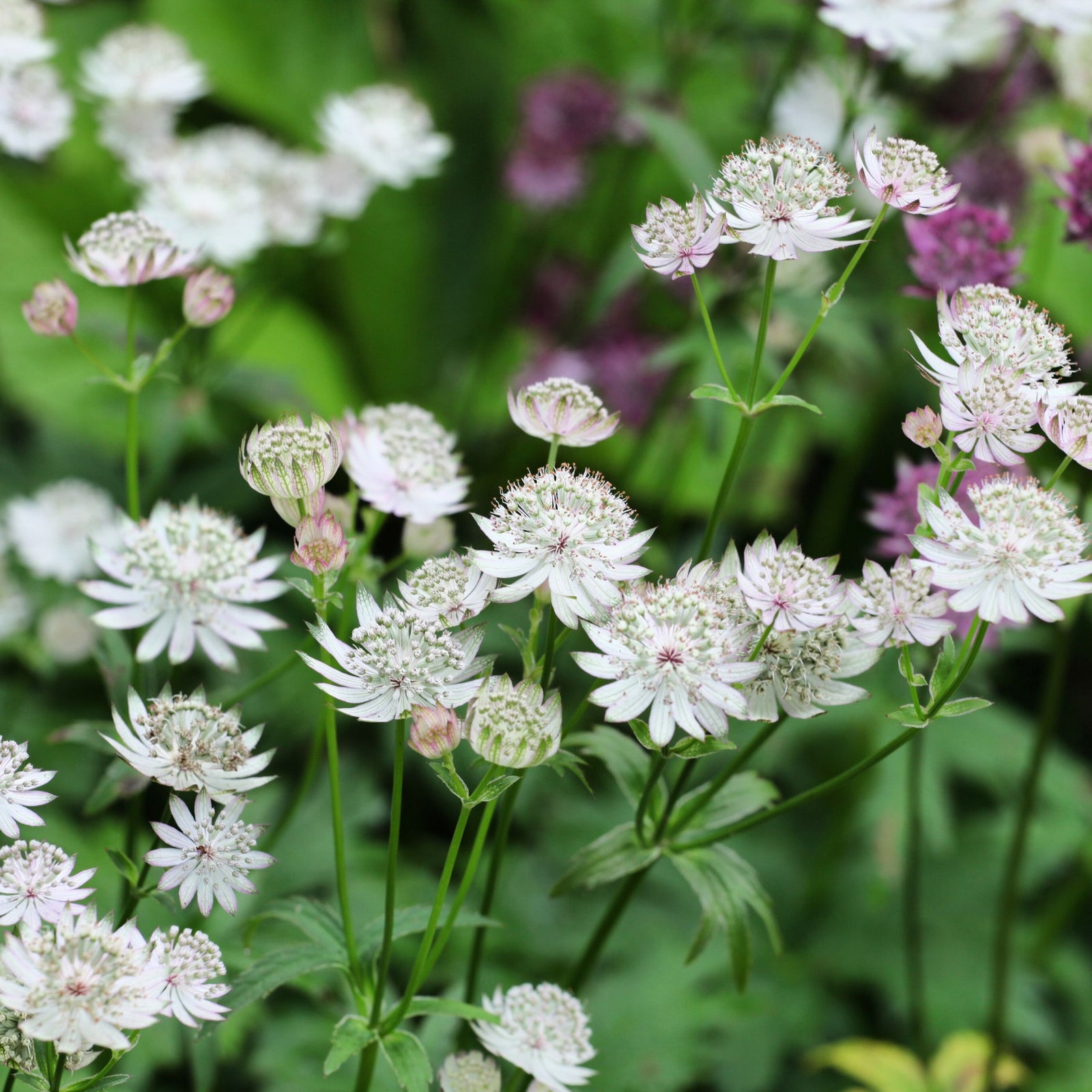 Astrantia major ‘Shaggy’ 2L
