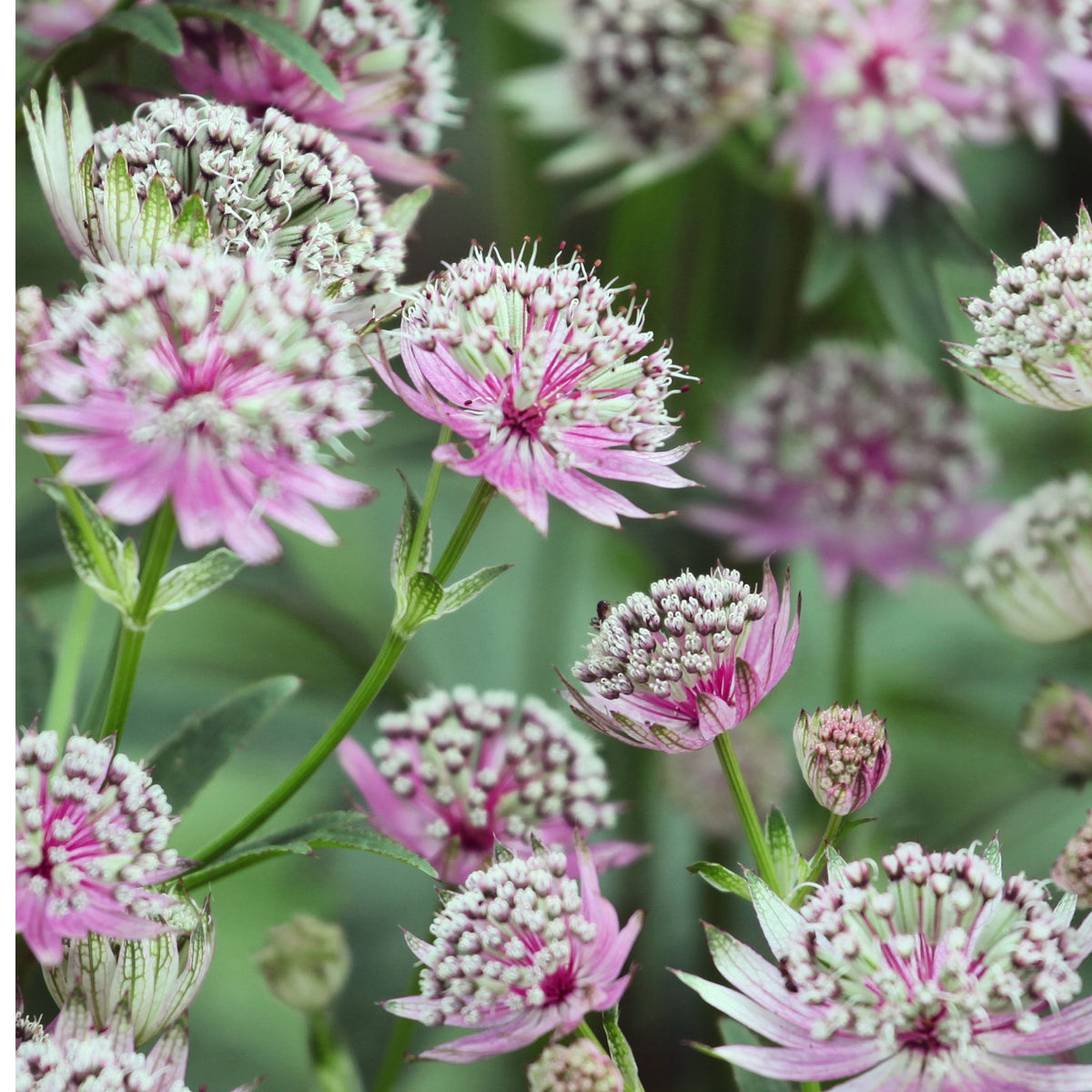 Astrantia major ‘Buckland’ 2L features clusters of star-shaped, pink and white flowers with green stems and leaves, blooming closely together—ideal for adding charm to cottage gardens.