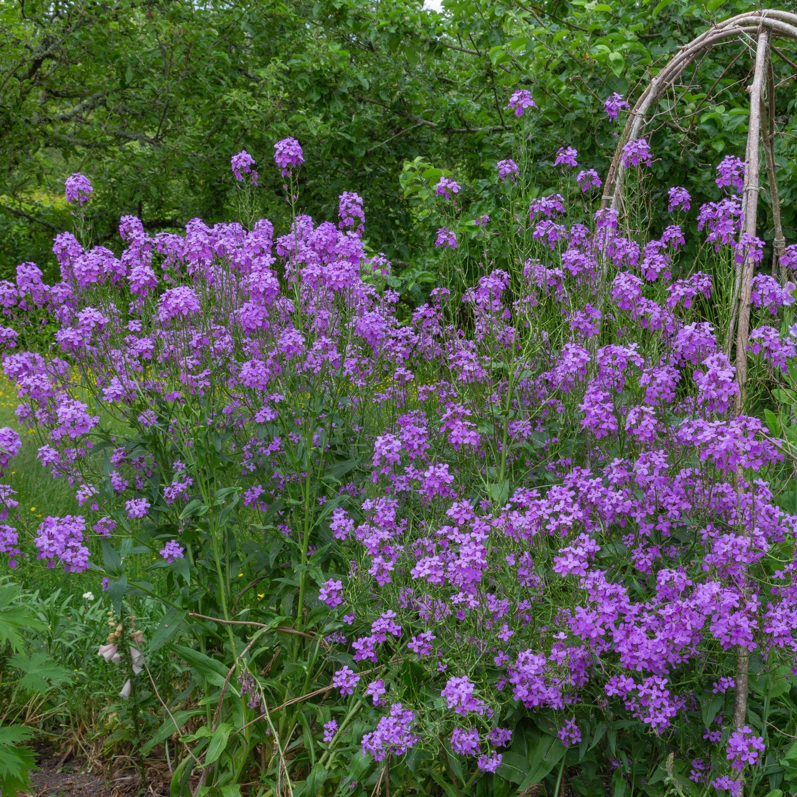 Hesperis matronalis purple 9cm / 2L brings vibrant color and charm to pollinator-friendly gardens with its stunning purple blooms.